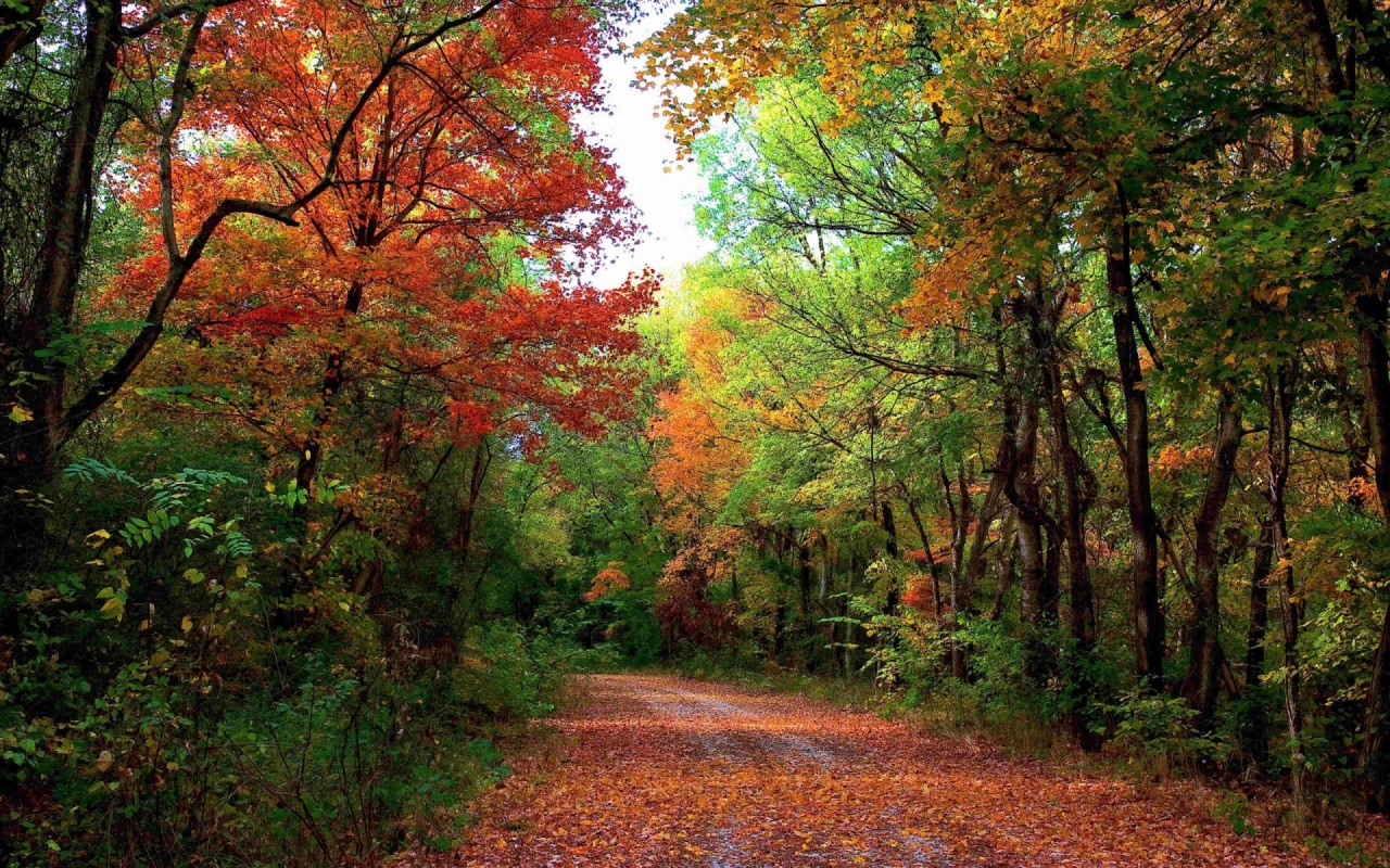 Autumn Forest Path & Leaves desktop PC and Mac wallpaper