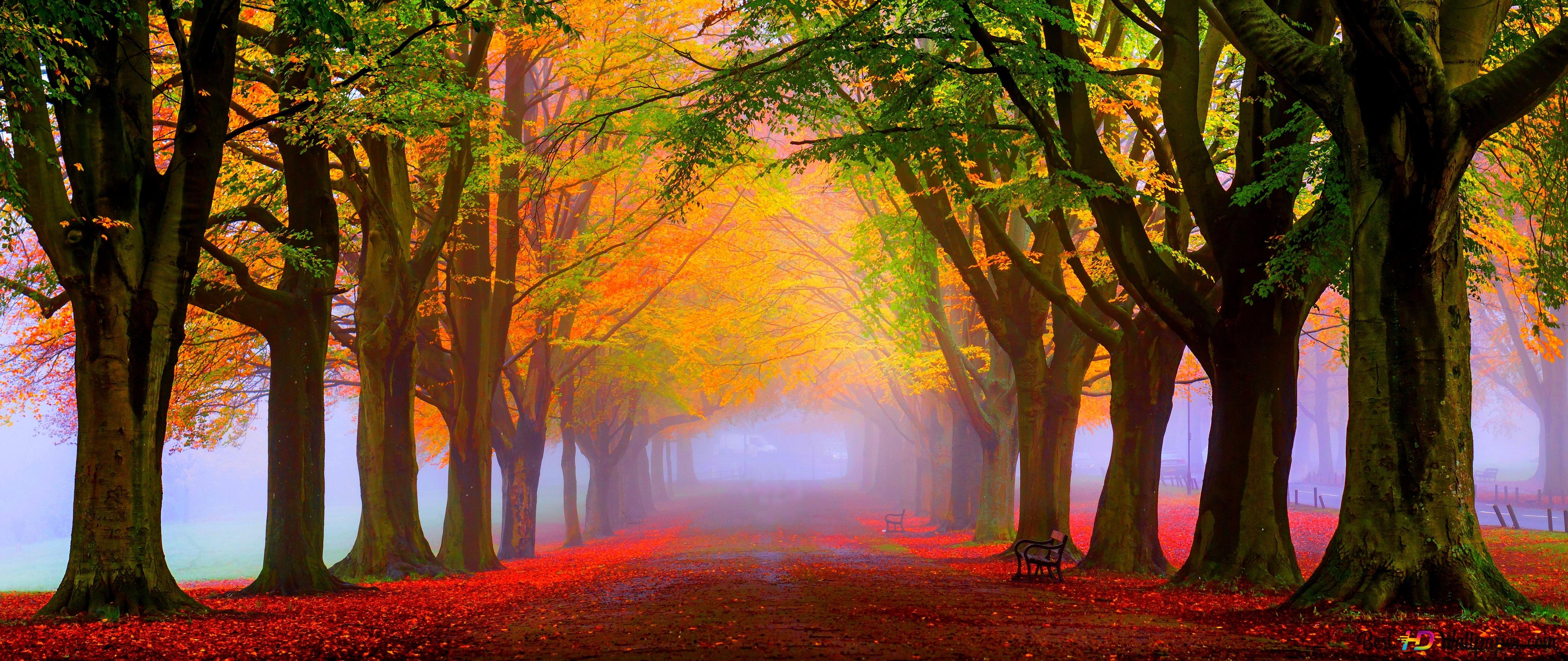 Stunning Autumn Forest 4K wallpaper download
