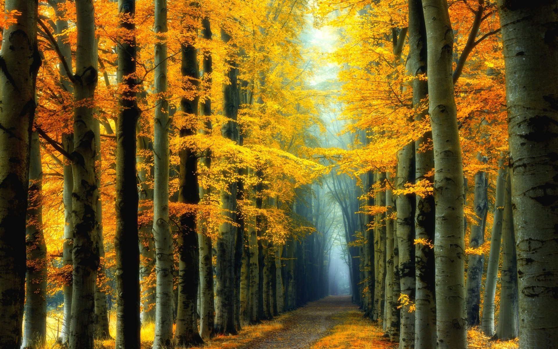 Path Through Golden Autumn Forest