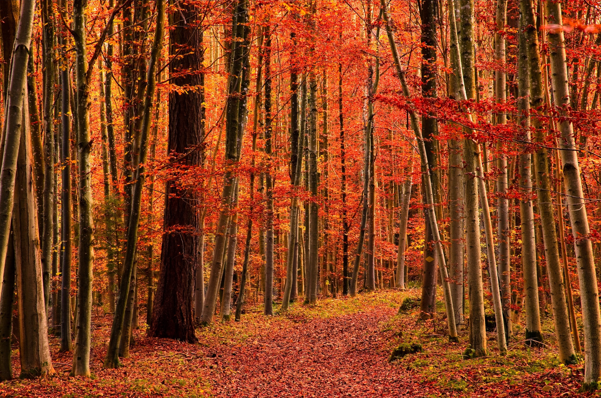 HD desktop wallpaper: Forest, Leaf, Fall, Earth, Path, Orange (Color) download free picture