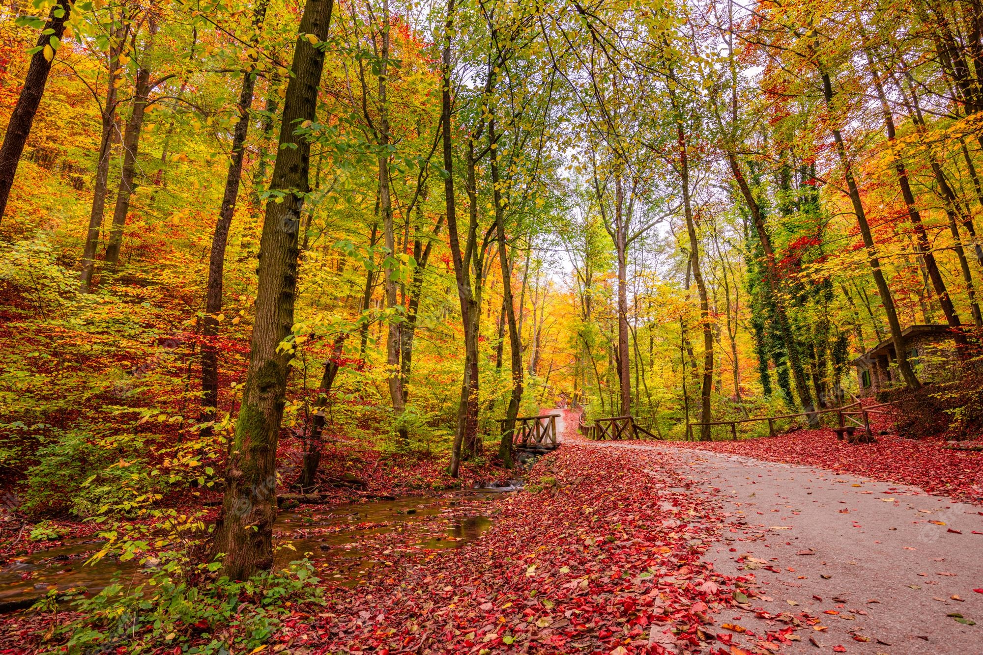 Premium Photo. Colorful dream trees leaves and footpath road in autumn landscape. deep in forest trail and autumn
