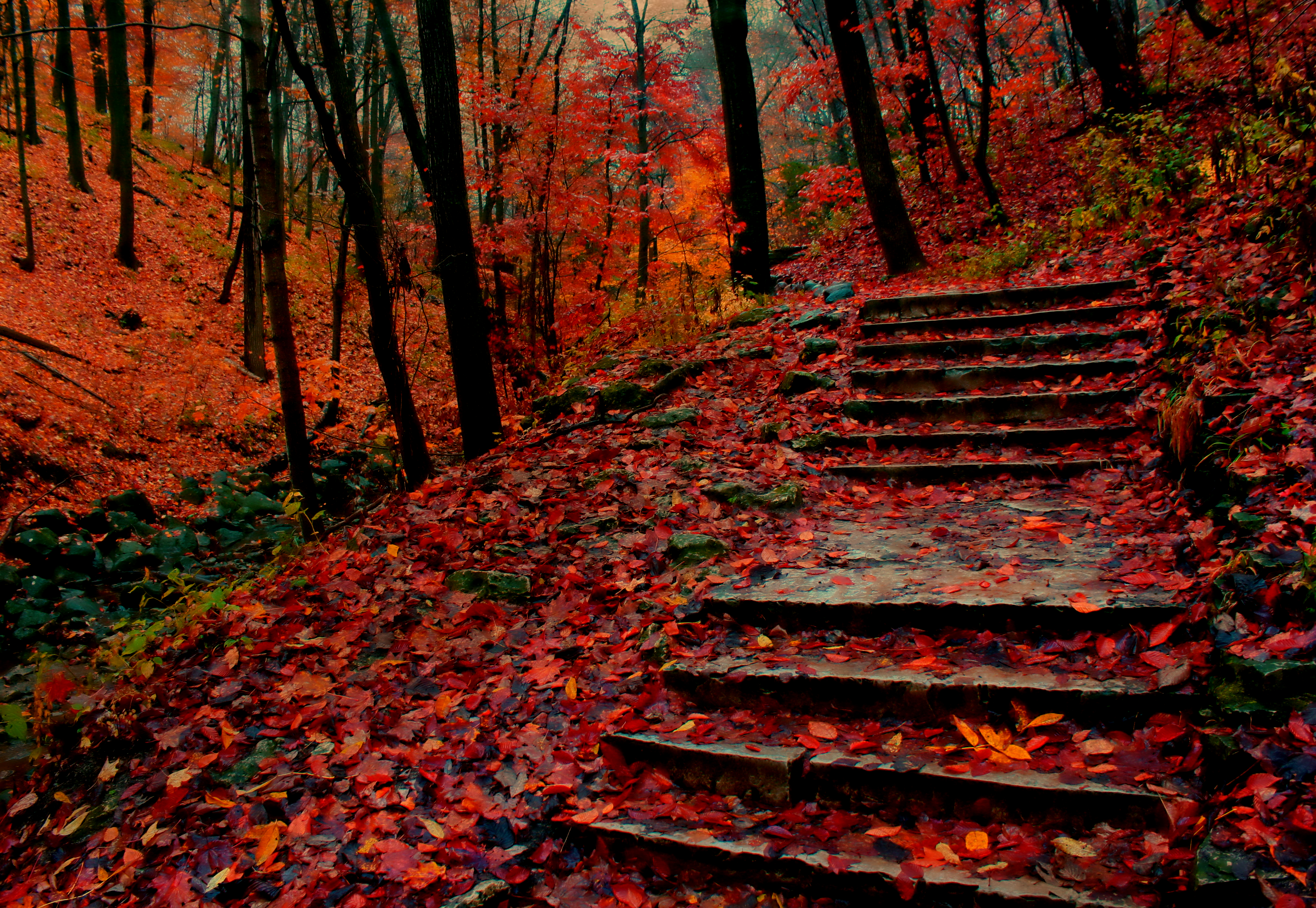 Wallpaper, sunlight, trees, landscape, fall, nature, rain, morning, mist, wet, wilderness, october, path, Wisconsin, tree, autumn, fog, colors, woods, trail, vegetation, woodland, grove, computer wallpaper, trunk, geological phenomenon, old growth forest