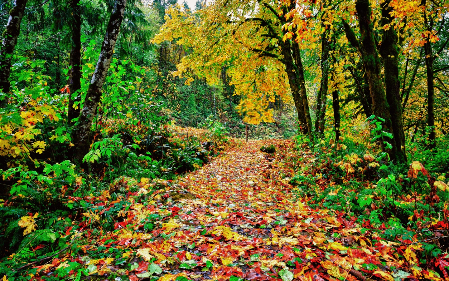 Colorful Autumn Path desktop PC and Mac wallpaper