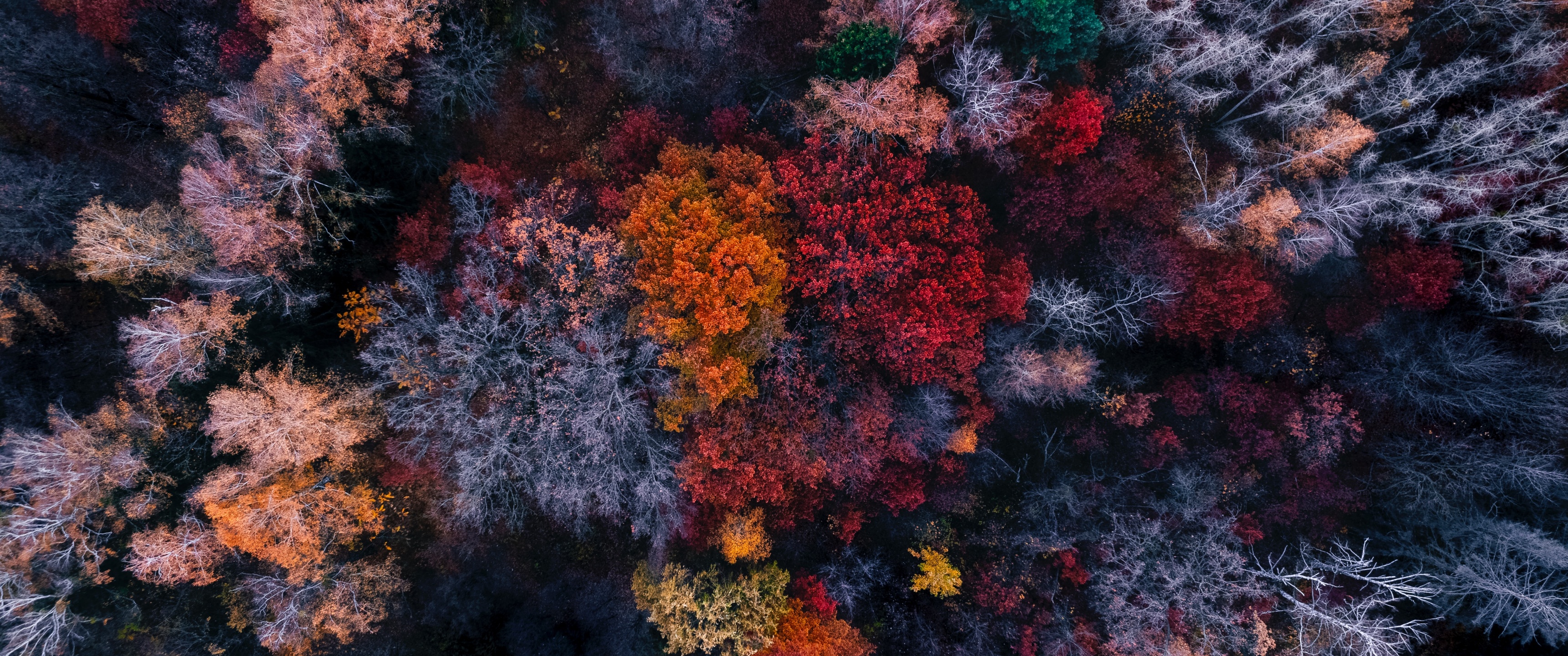 Autumn trees Wallpaper 4K, Aerial view, Colourful forest