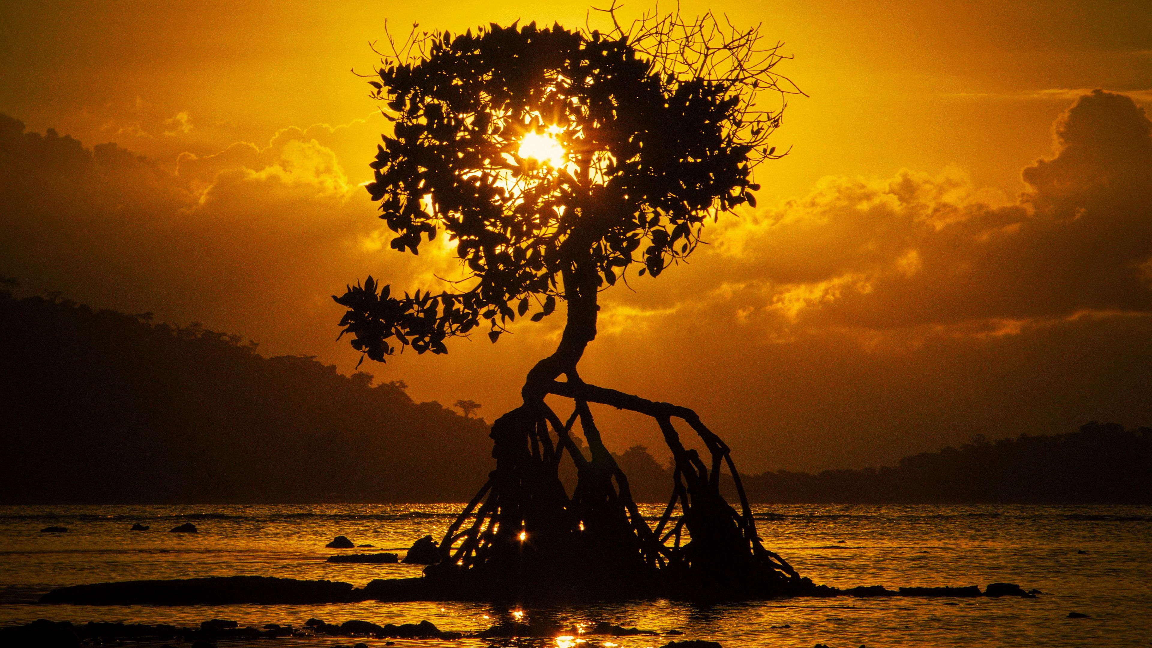 Download wallpaper 3840x2160 tree, sunset, roots, shore, bali 4k uhd 16:9 HD background