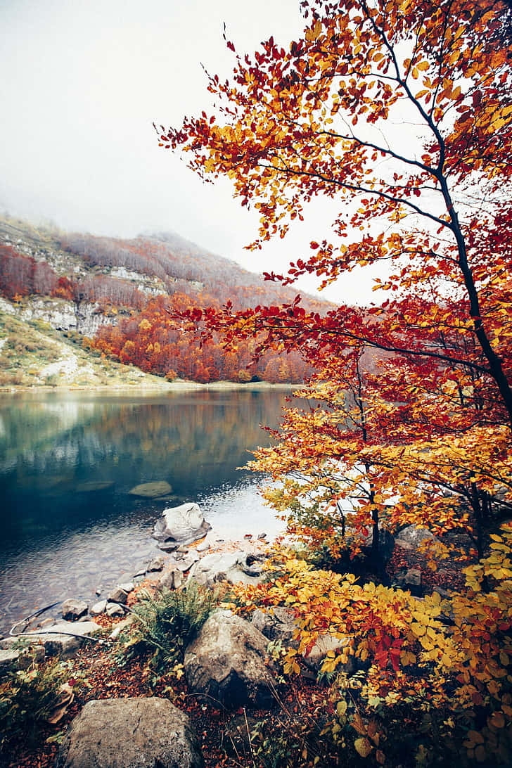 Download Portrait Photography Autumn Trees Nature View Wallpaper