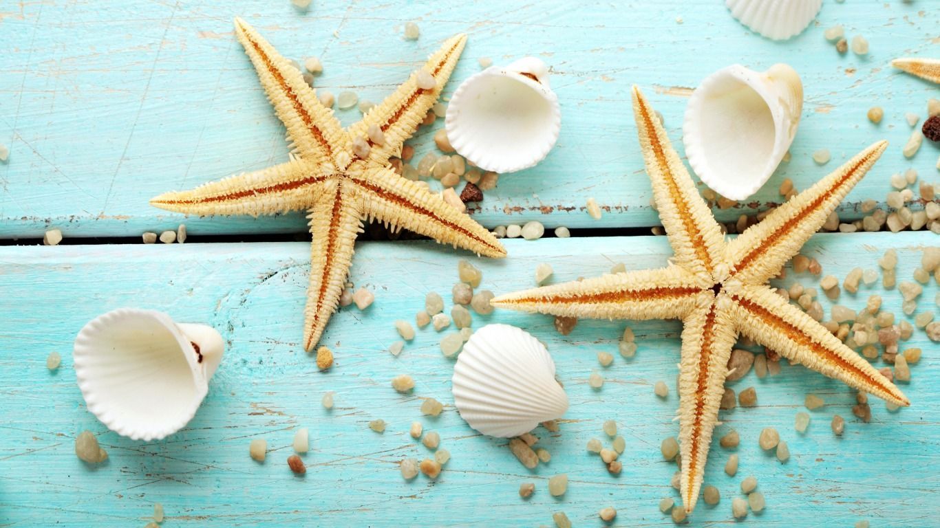 Sea Shells Wallpapers - Wallpaper Cave