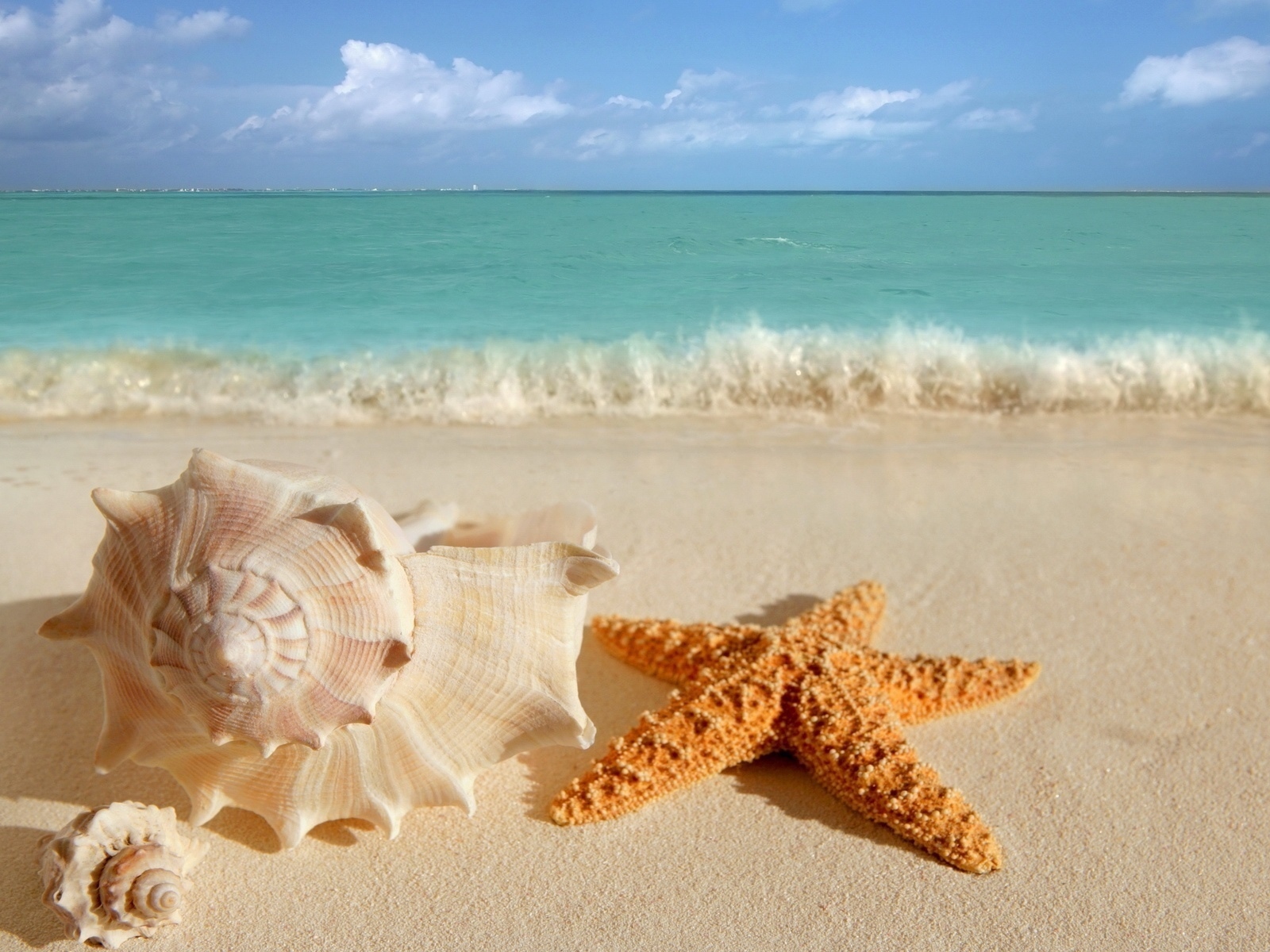 Seashell and starfish on the beach in summer Desktop wallpaper 1600x1200