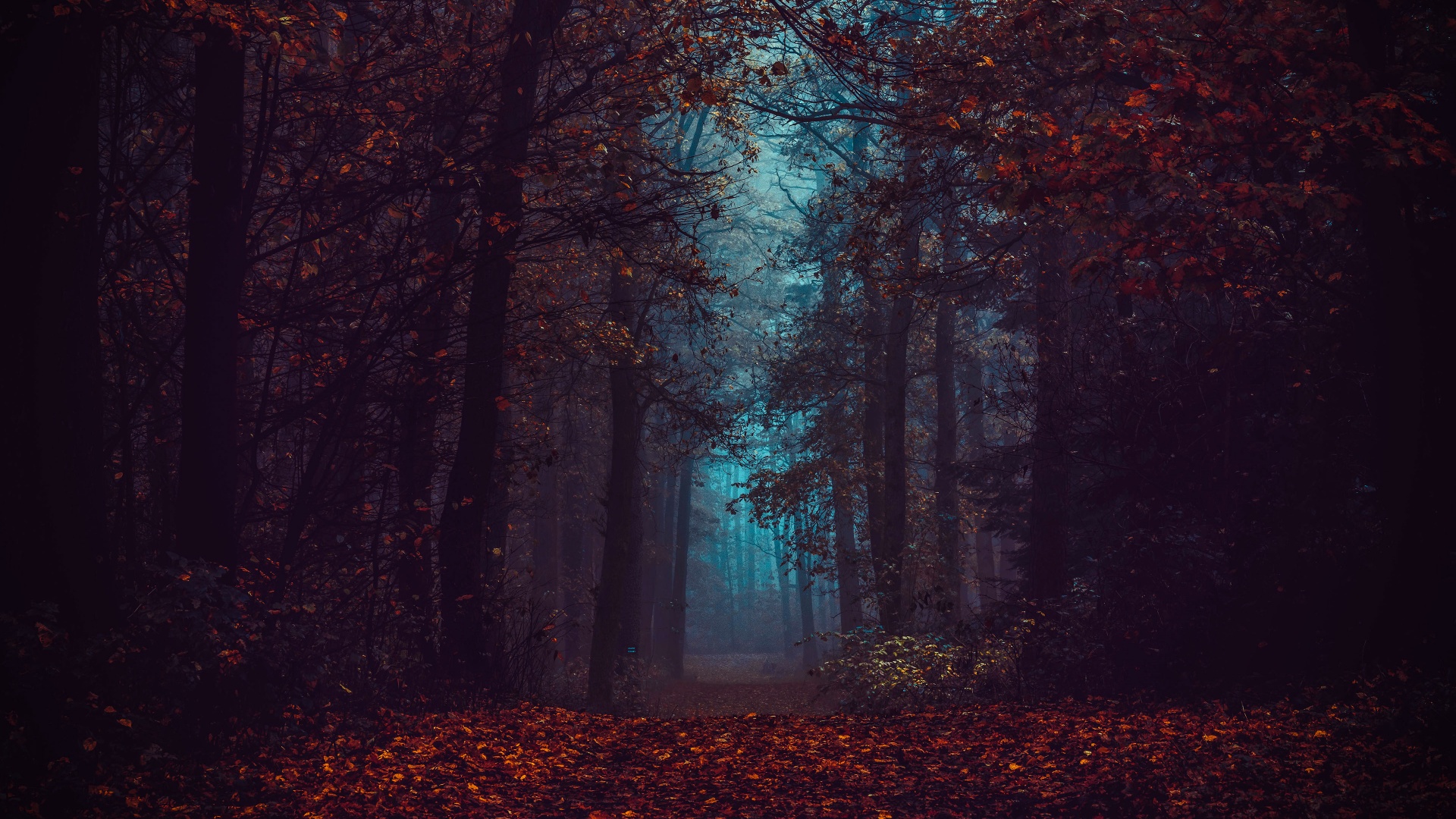 Forest Wallpaper 4K, Fall Foliage, Fog, Morning, Dark