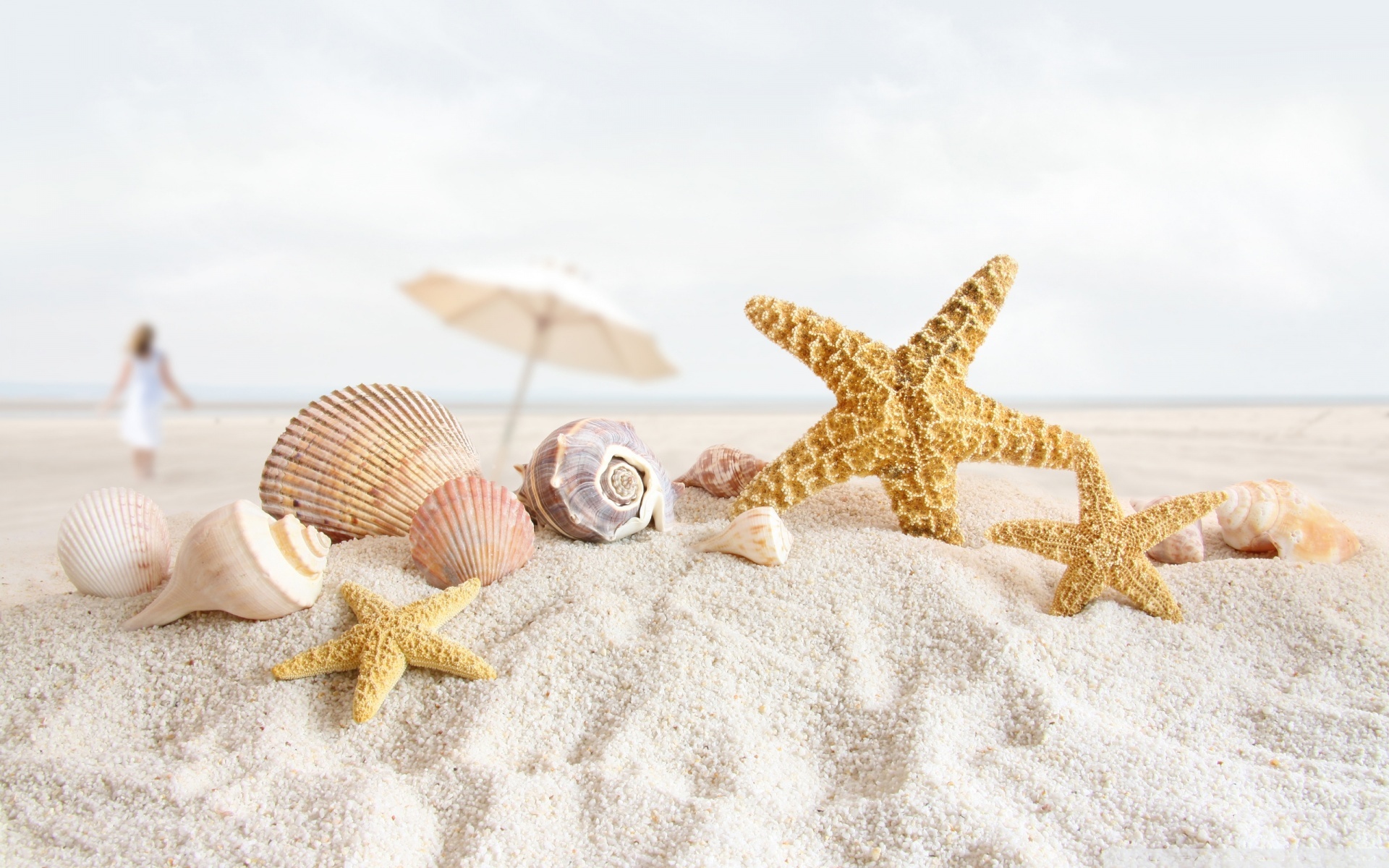 Seashell Background