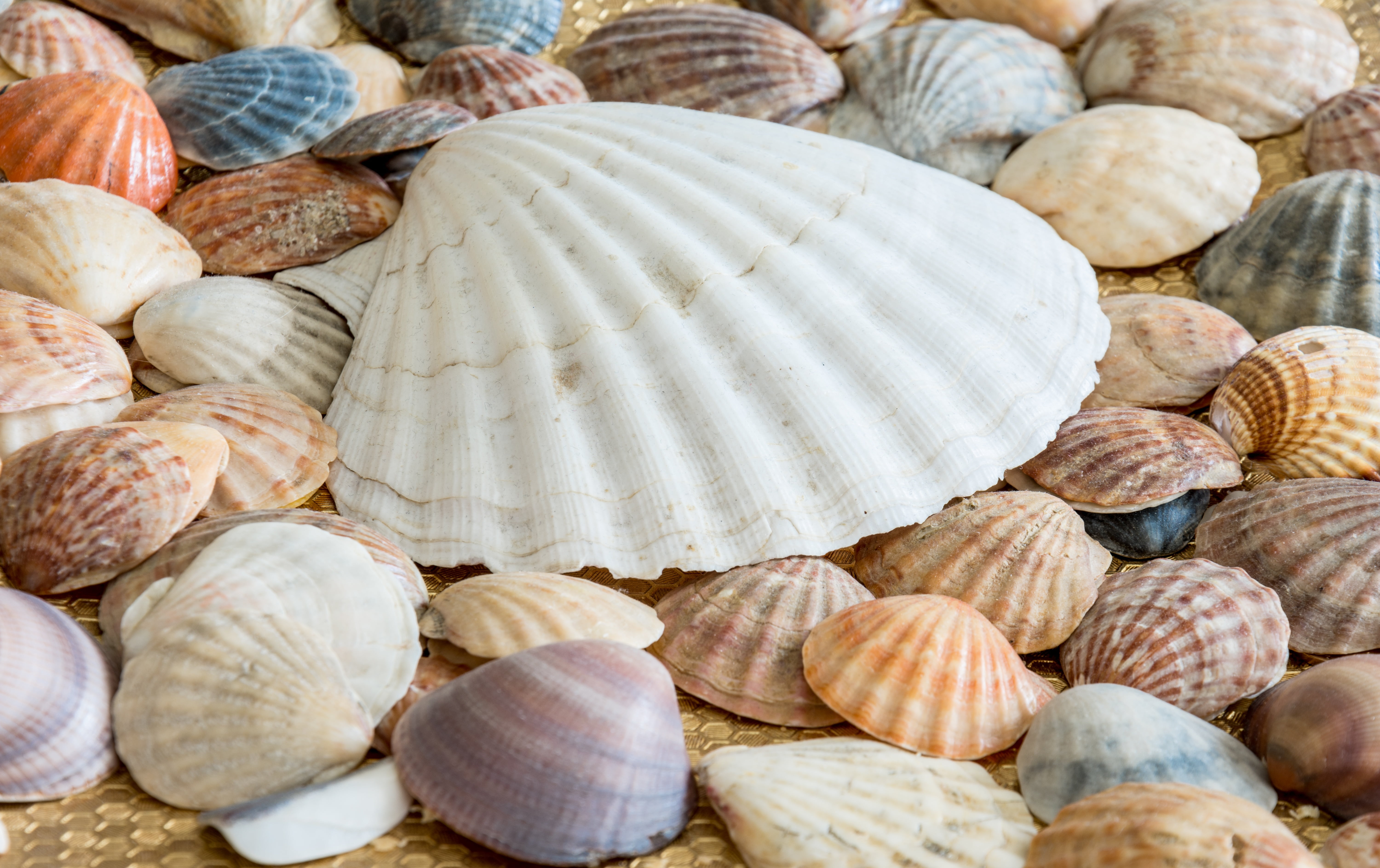 Wallpaper / Still Life, Close Up, Color, Day, Sea Shell, 5K, Full Frame, Nature, Abundance, Sea Shells, Animal Shell, Healthy Eating, Texture, Summer, Pattern, Outdoors Free Download