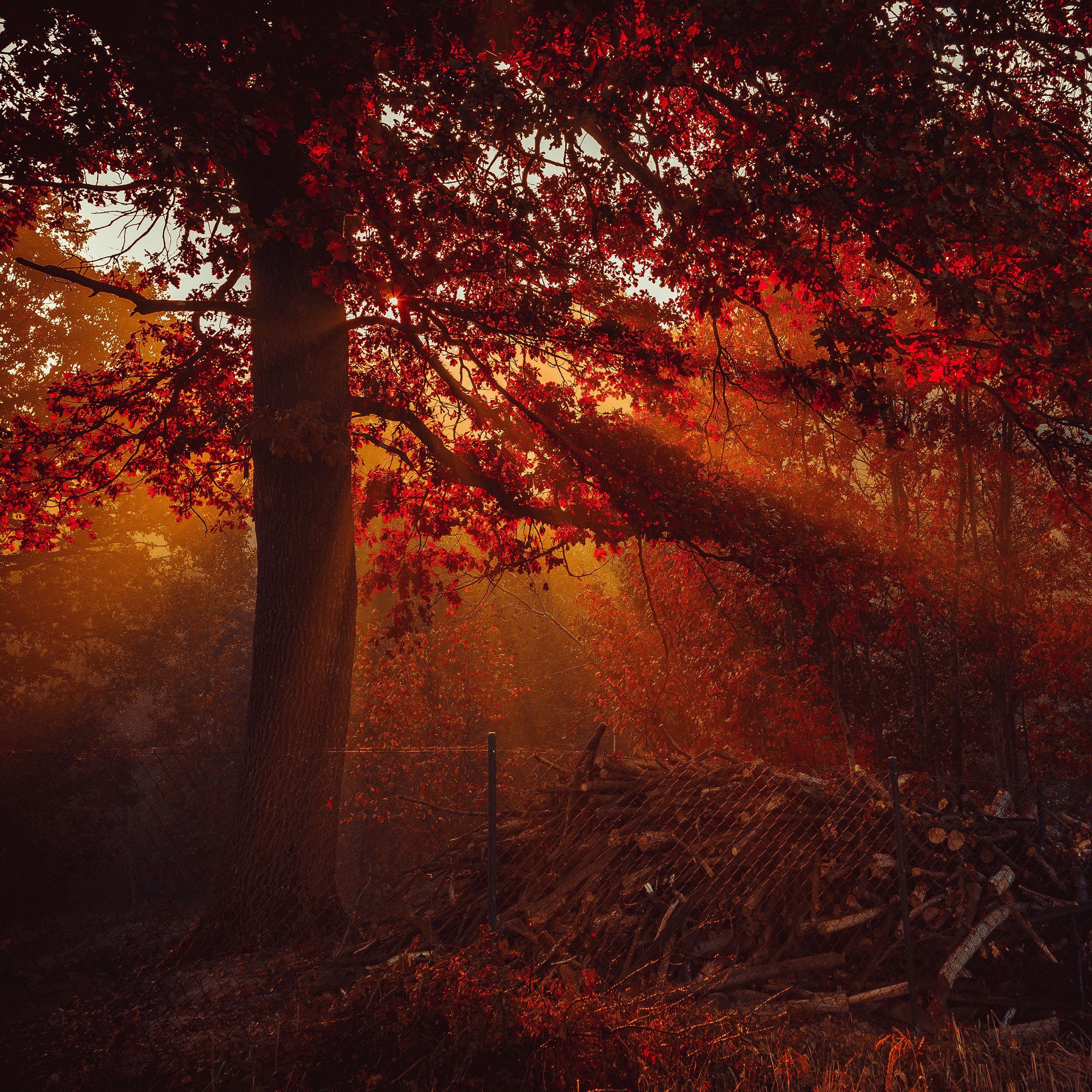 Autumn Wallpaper 4K, Trees, Forest, Sunlight