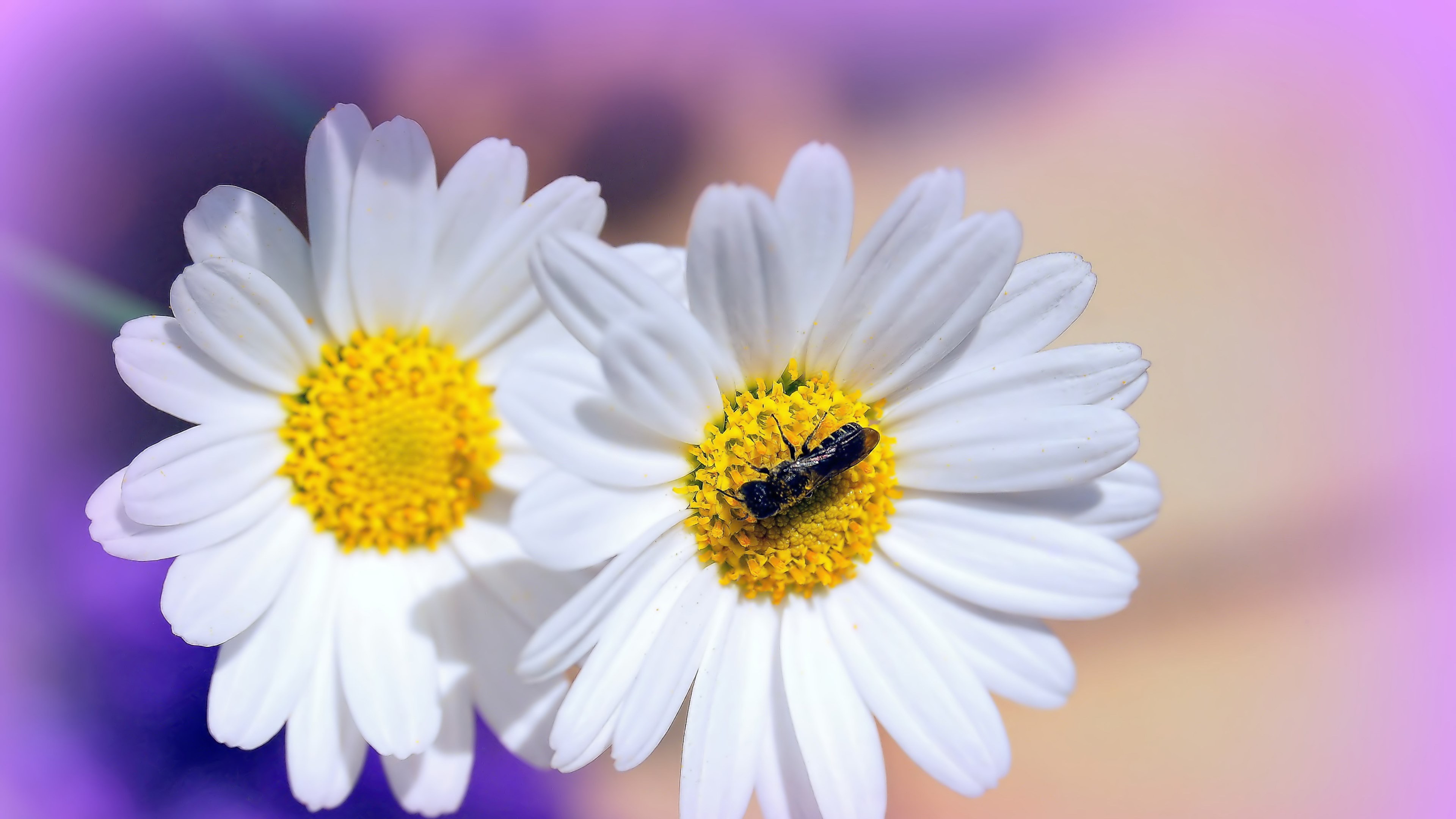 Wallpaper / daisies flowers garden flora nature summer 4k wallpaper free download