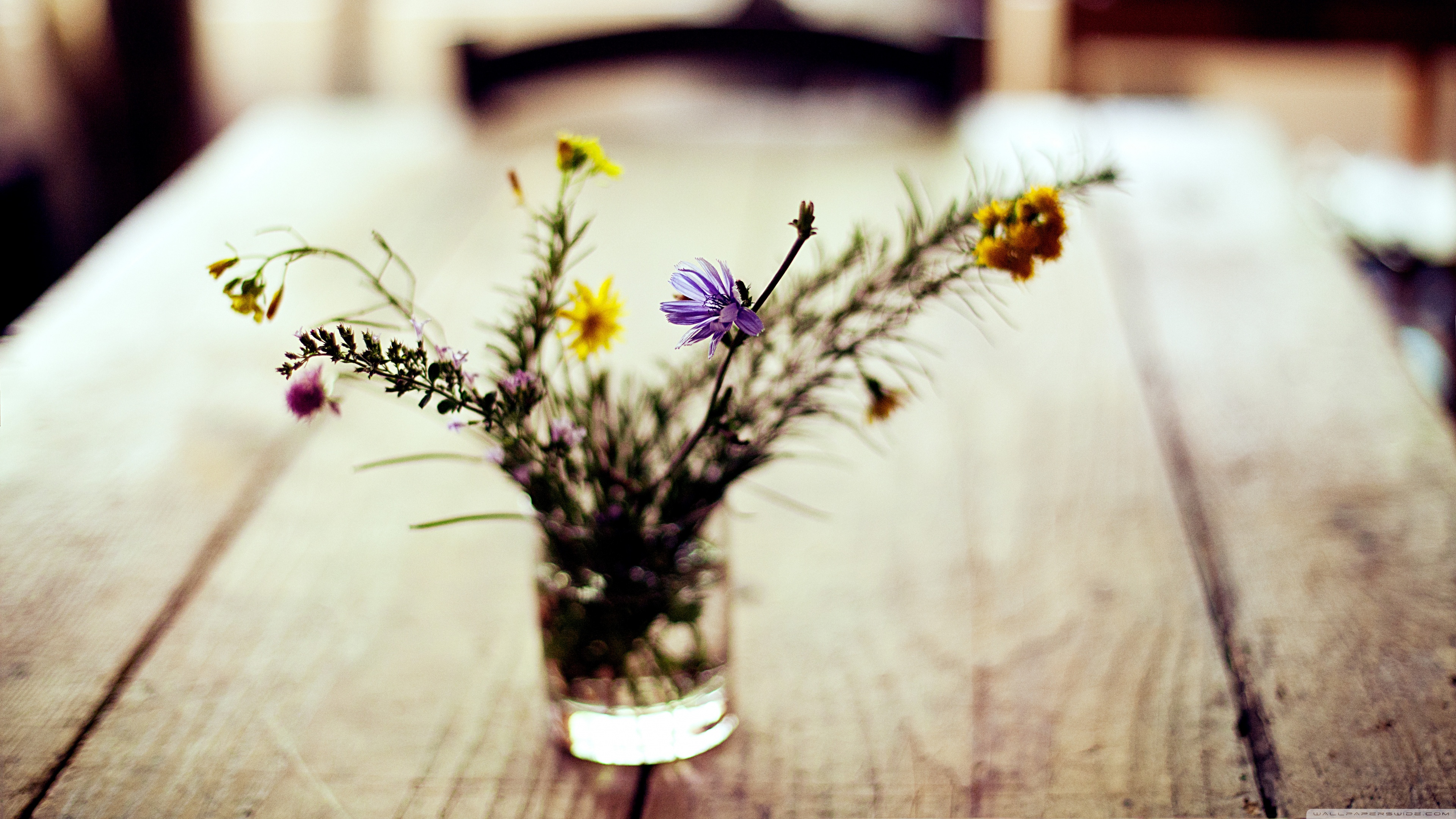 Summer Flowers Ultra HD Desktop Background Wallpaper for 4K UHD TV, Widescreen & UltraWide Desktop & Laptop, Tablet