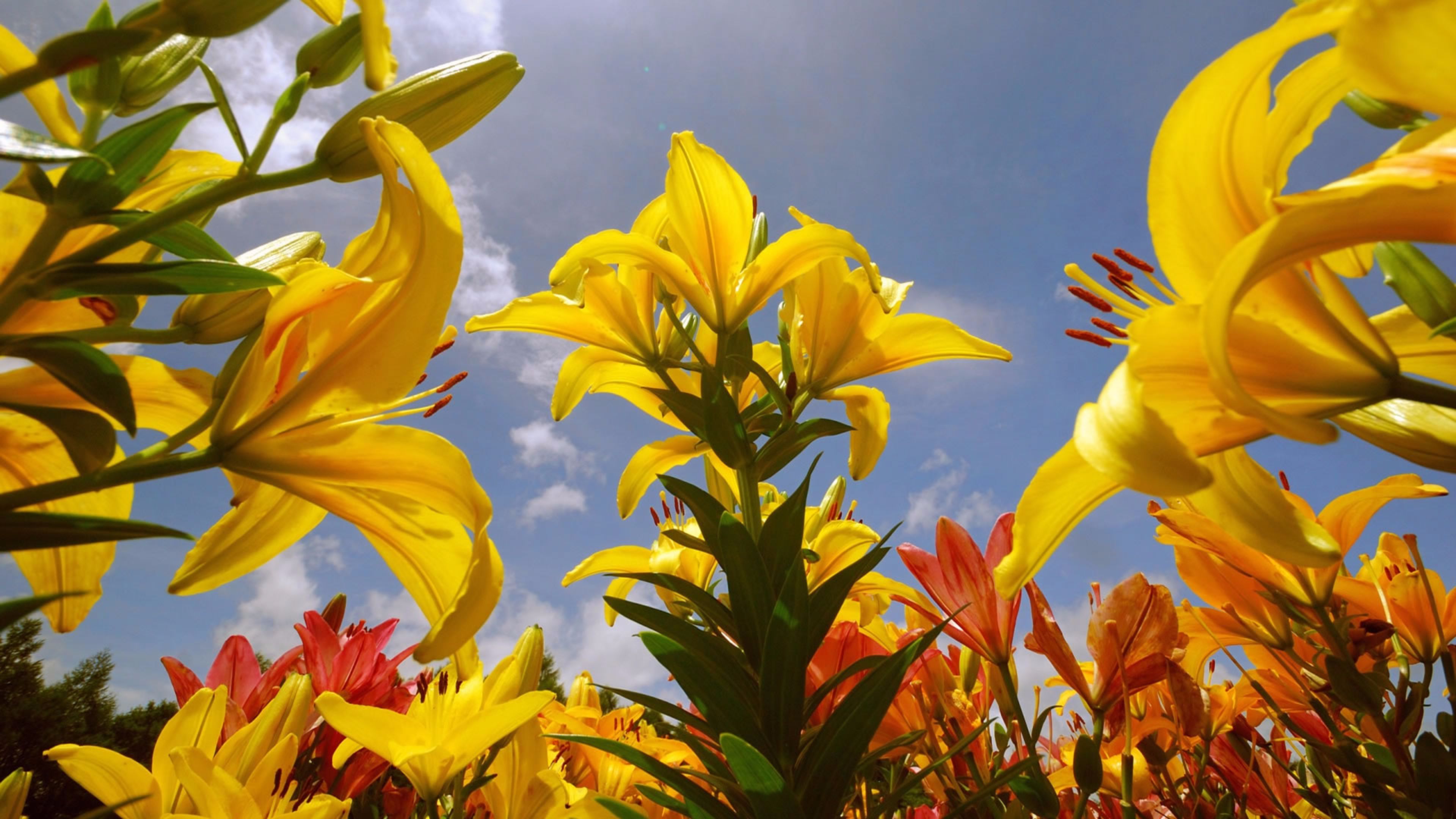 Sky Flowers Summer S 4K wallpaper