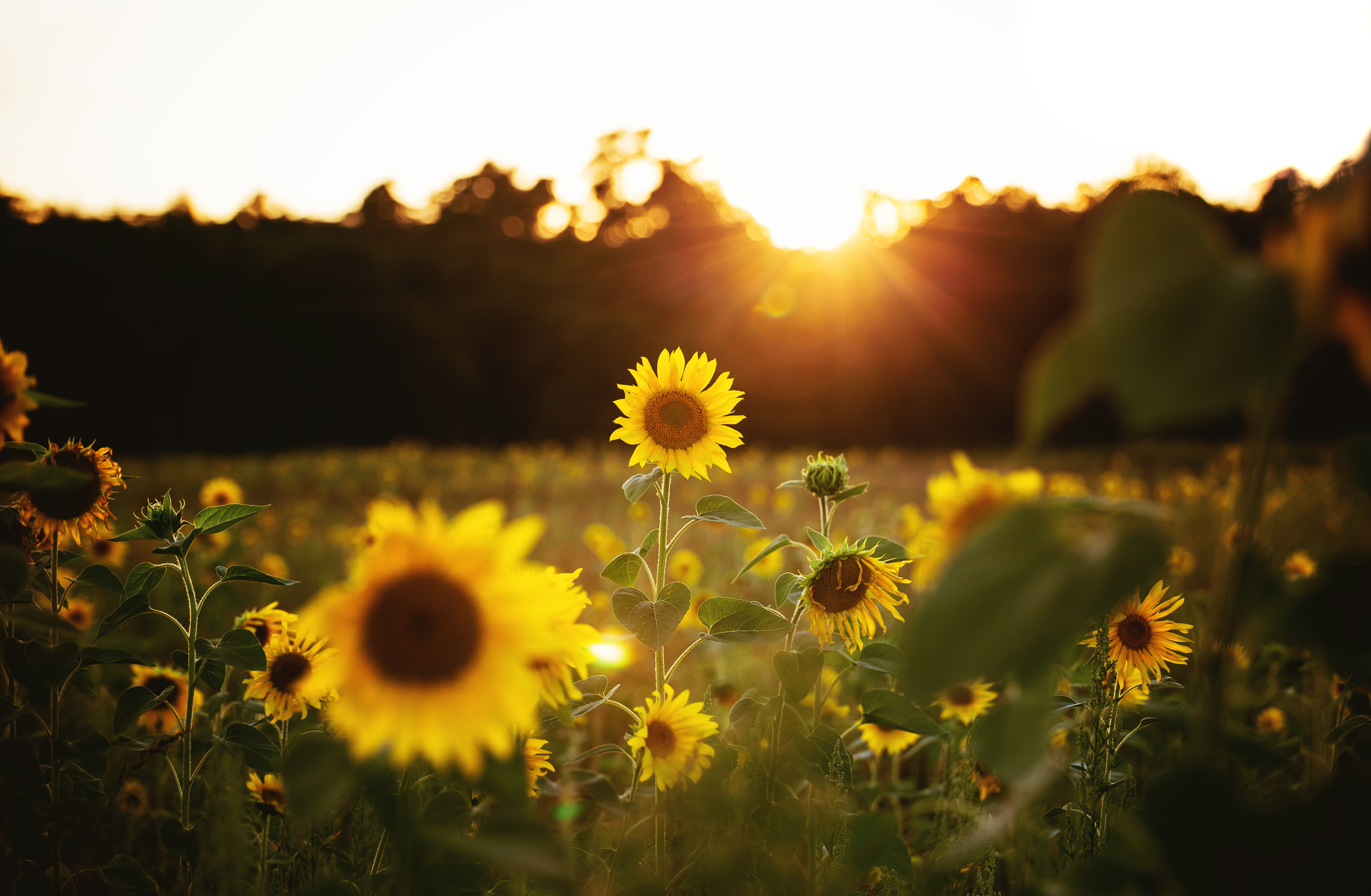 HD desktop wallpaper: Nature, Flowers, Summer, Flower, Earth, Sunflower, Sunny, Yellow Flower download free picture