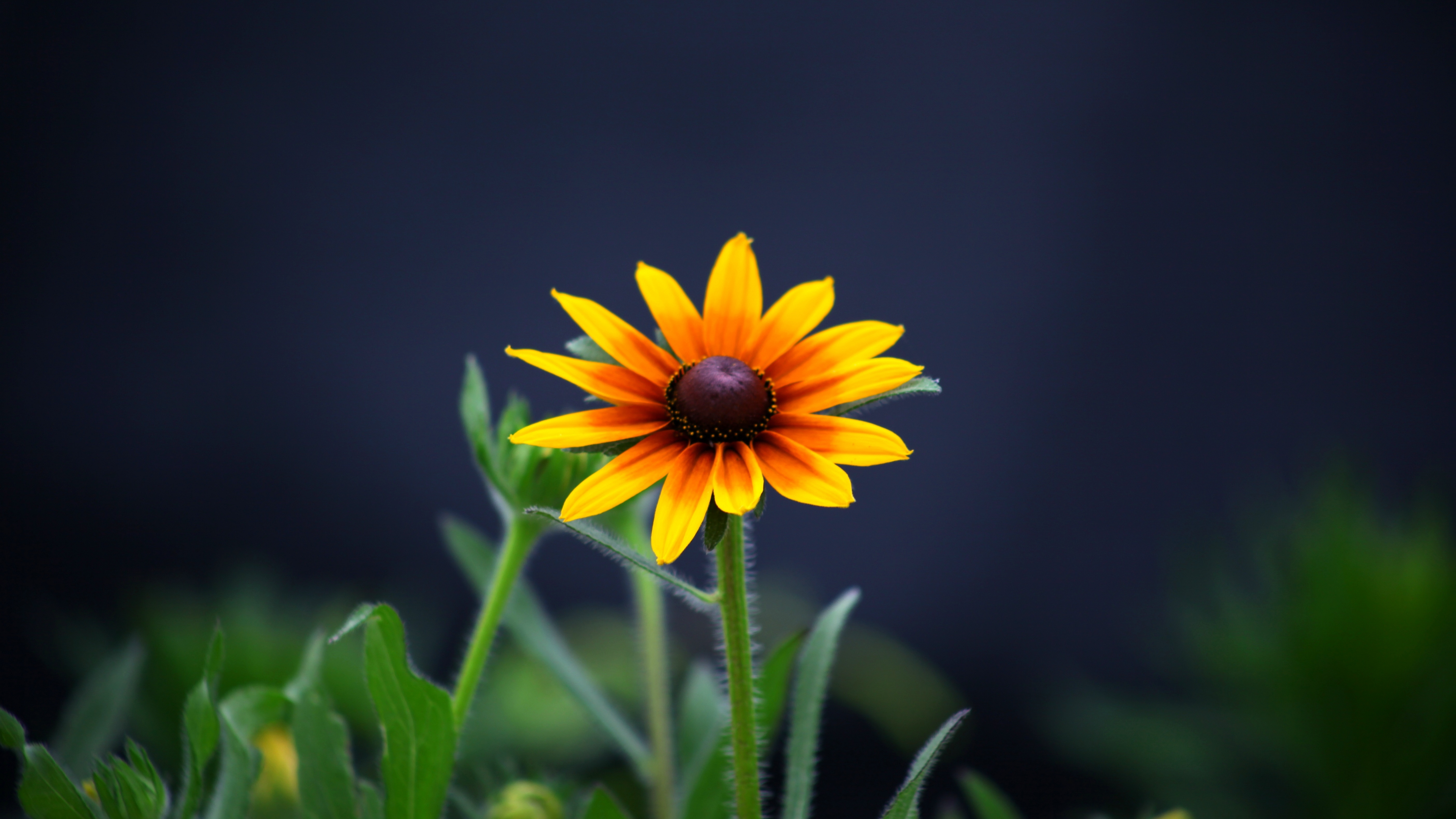 Download wallpaper 3840x2160 summer, flower, bloom, yellow 4k wallpaper, uhd wallpaper, 16:9 widescreen 3840x2160 HD background, 4206