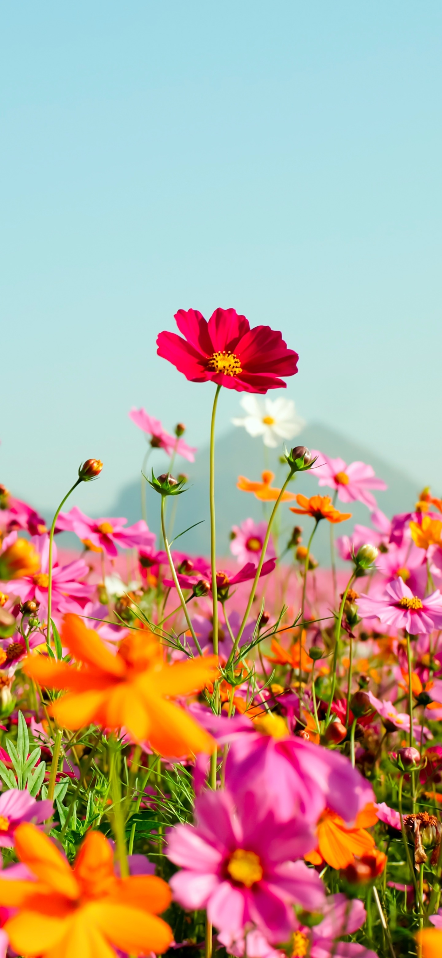Wallpaper / Earth Cosmos Phone Wallpaper, Orange Flower, Summer, Flower, Pink Flower, Meadow, 1440x3120 free download