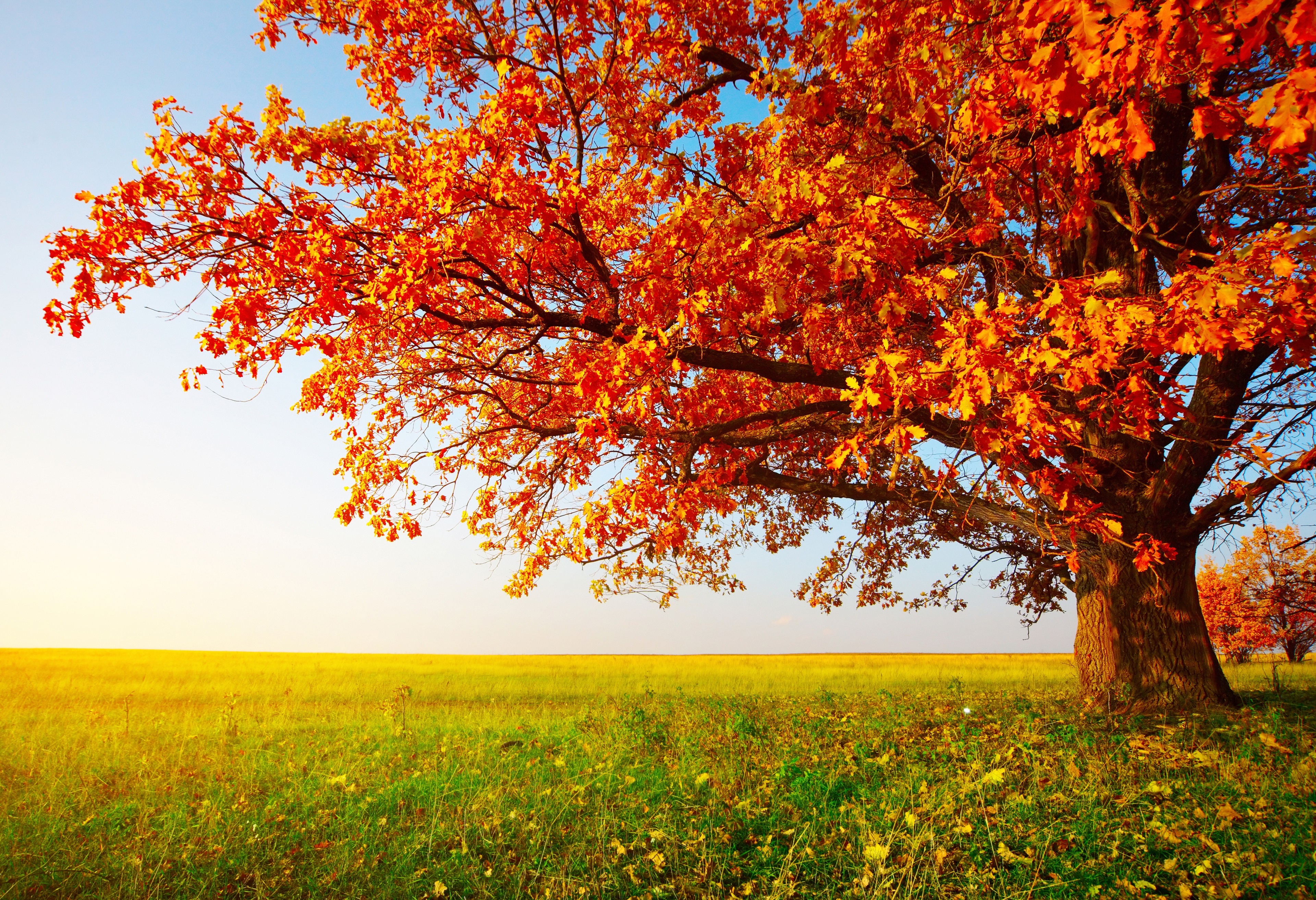 3840x2626 autumn 4k HD amazing Gallery HD Wallpaper