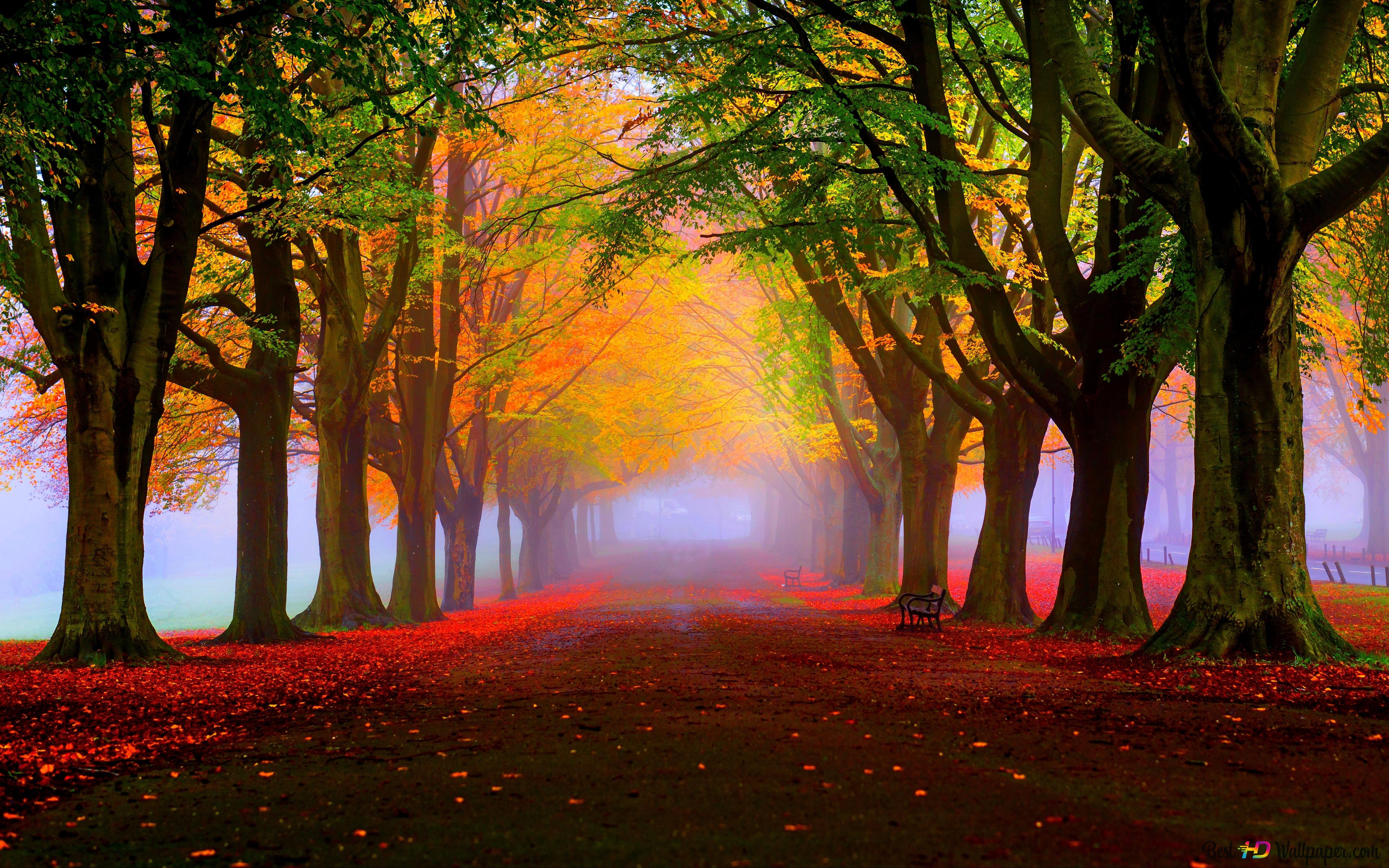 Stunning Autumn Forest 4K wallpaper download