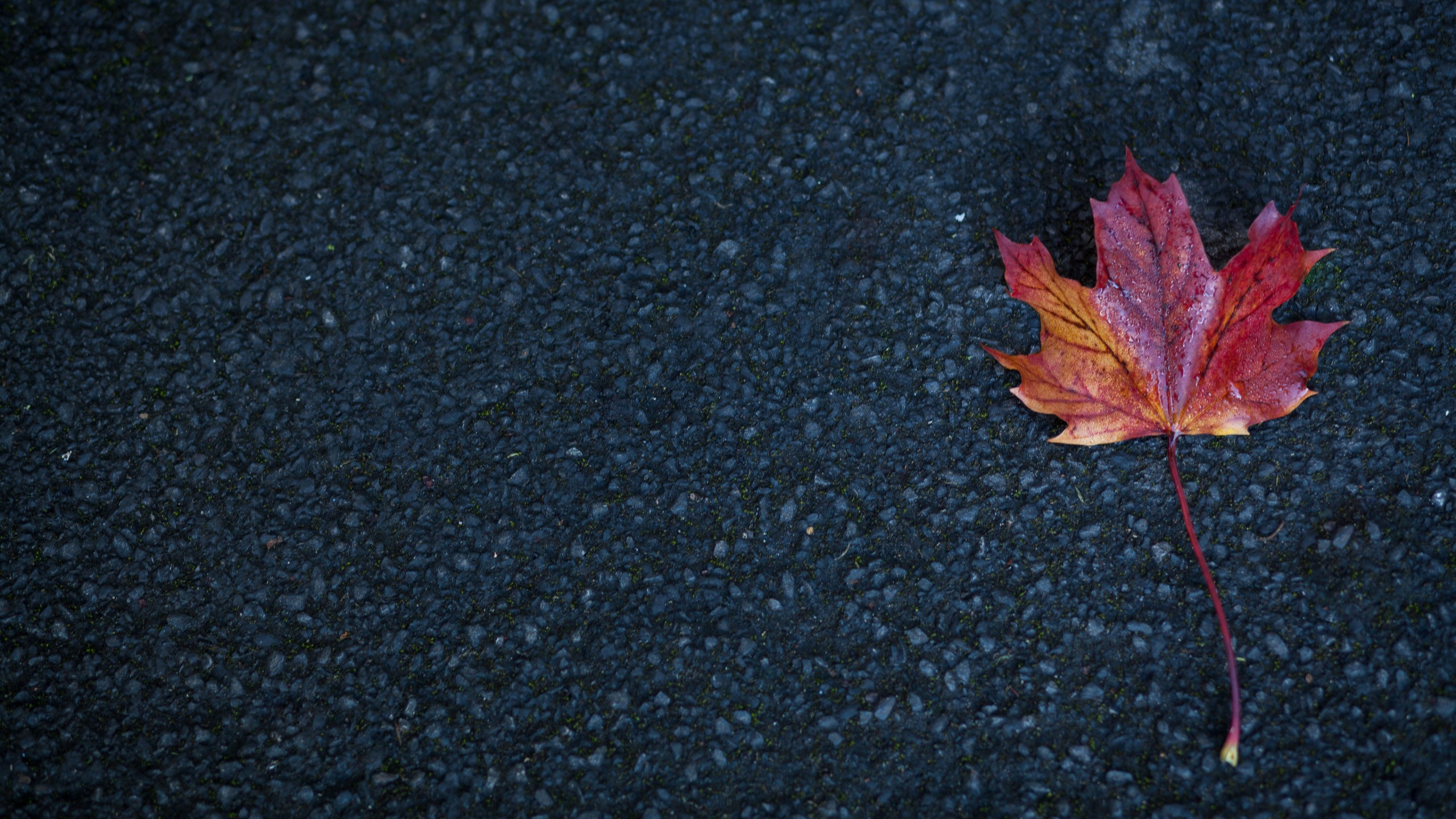 Wallpaper 4k Leaf Autumn 4k Wallpaper