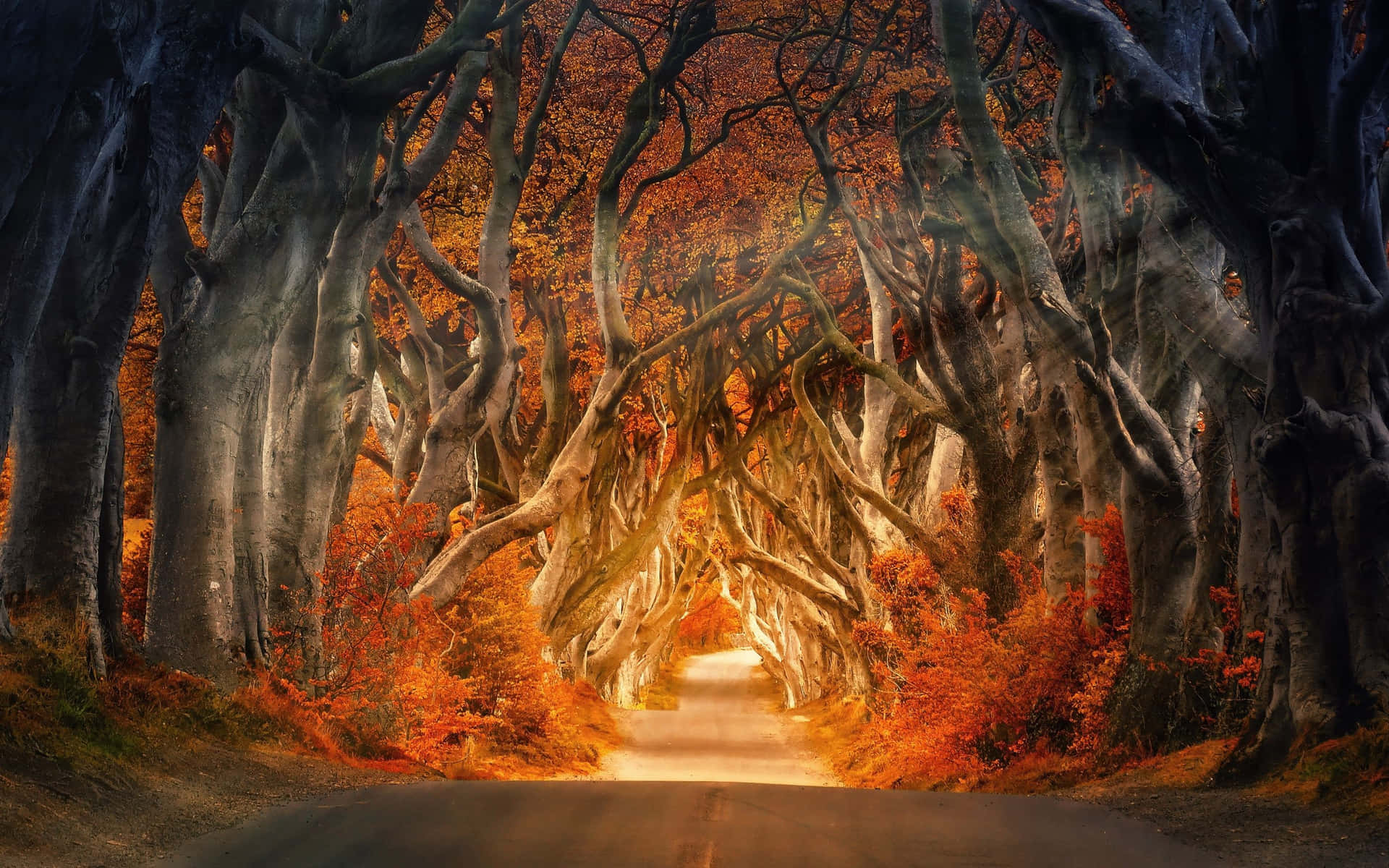 Fall Aesthetic Macbook Wallpaper