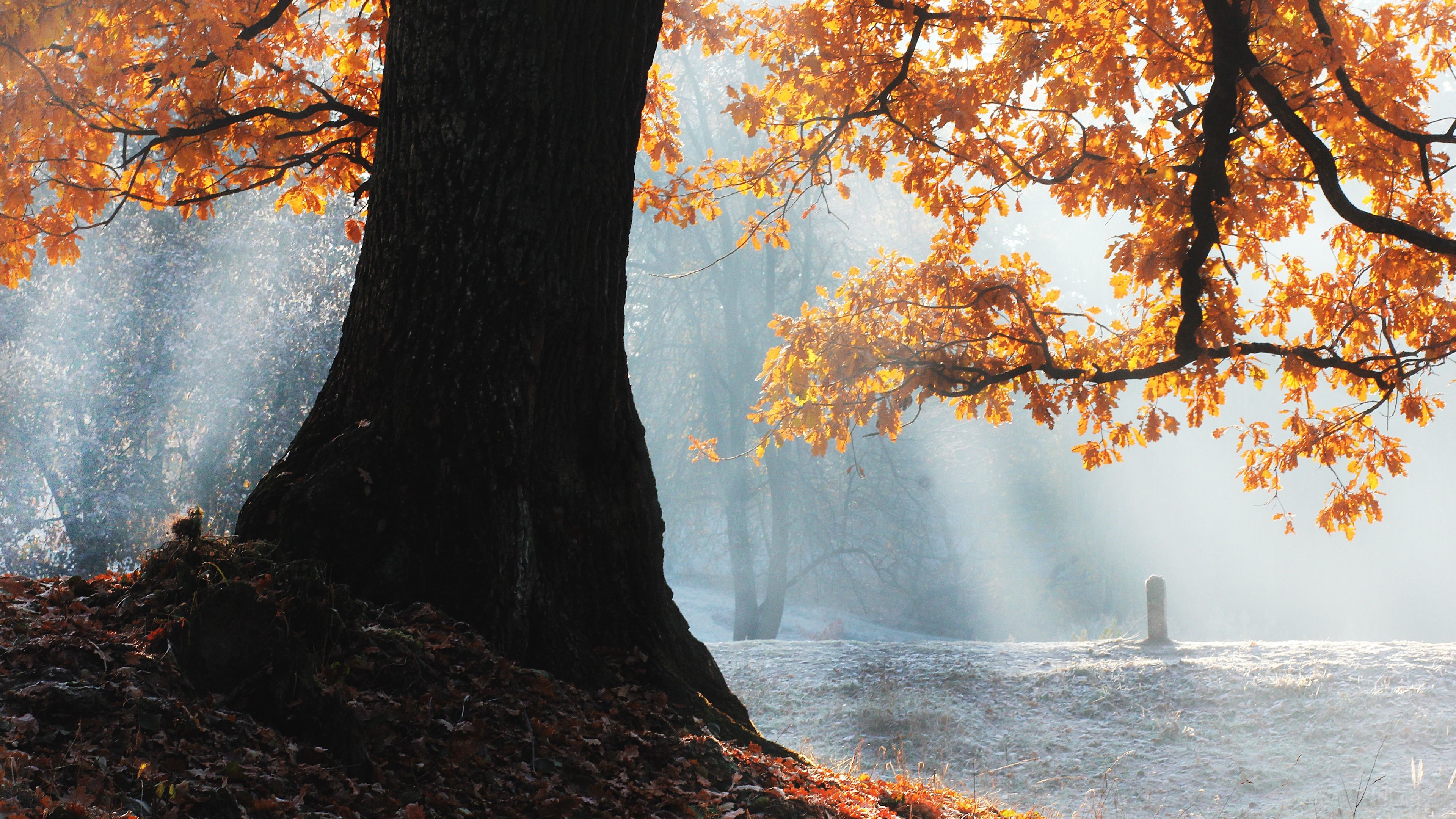 Fall Season Tree 4k Gallery HD Wallpaper