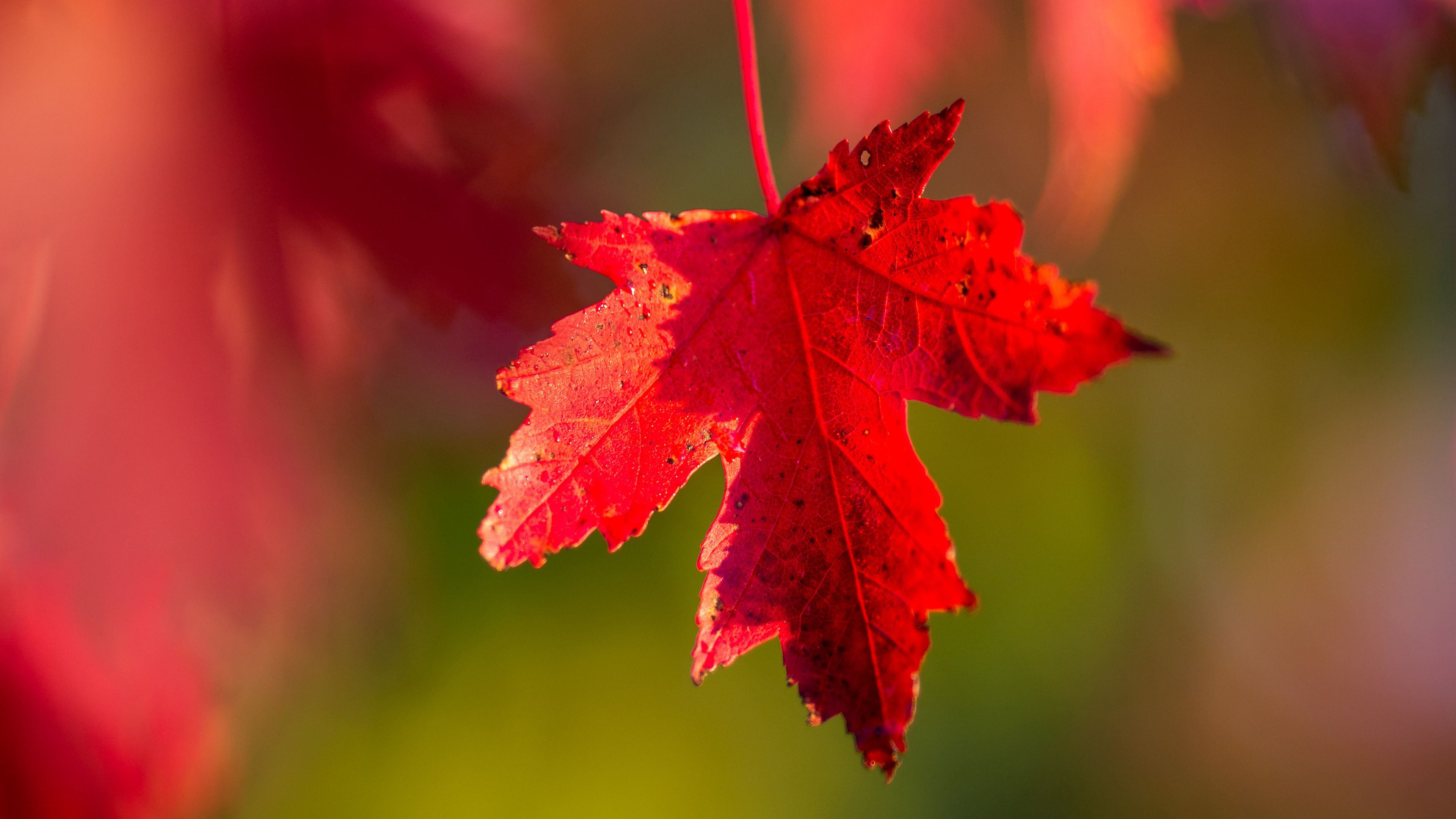 autumn 1080P, 2k, 4k Full HD Wallpaper, Background Free Download