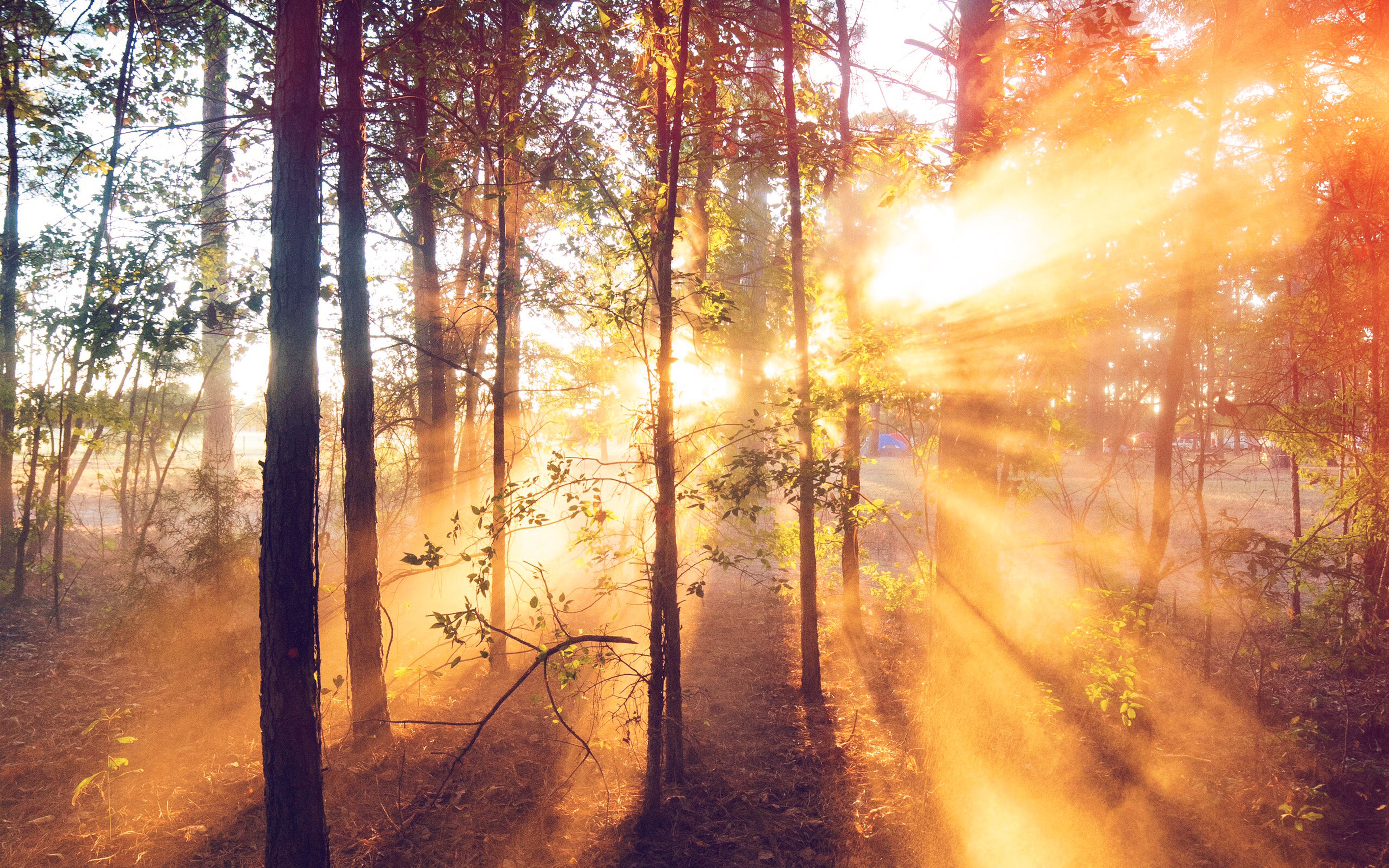 wallpaper for desktop, laptop. forest wood light sun summer nature flare
