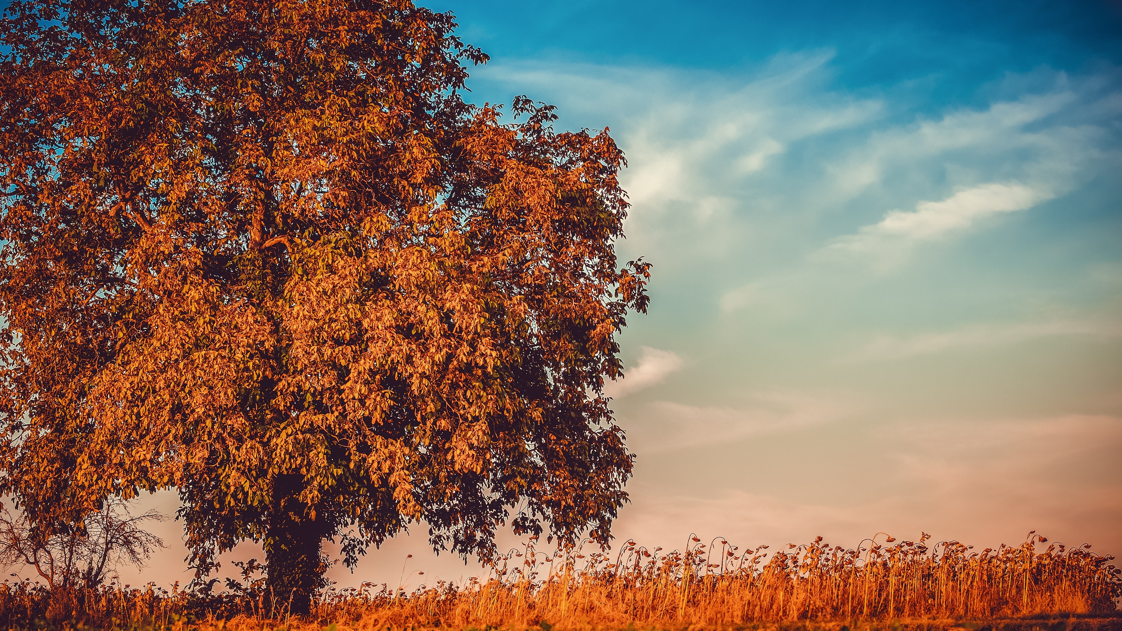 Wallpaper 4k Autumn Tree Branches 4k Wallpaper