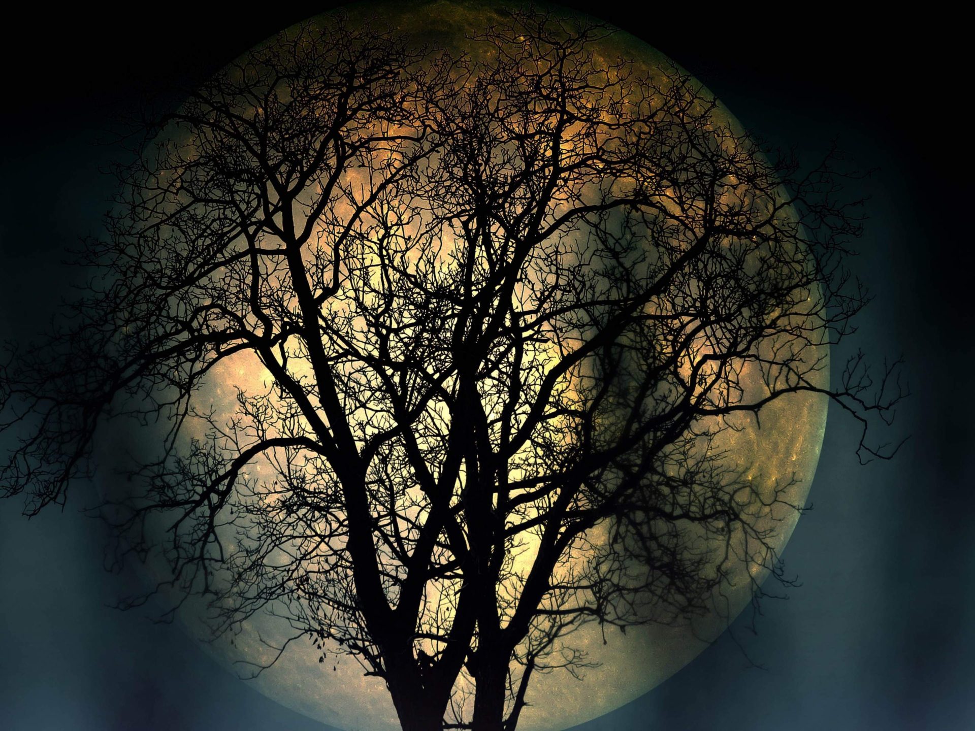 Full Moon Lonely Tree In The Night 4k Resolution Dark Wallpaper High Quality 3840x2160, Wallpaper13.com