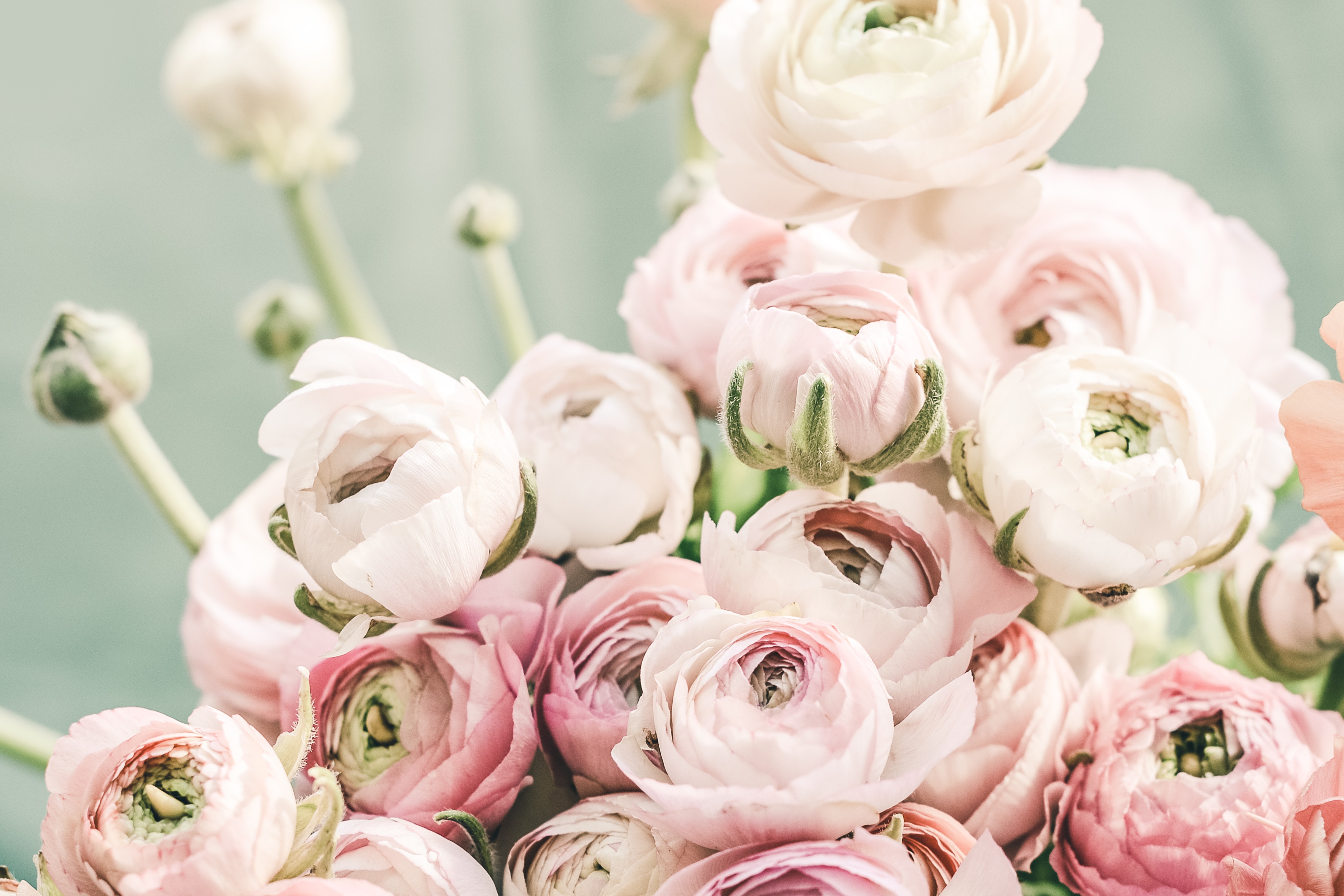 5520x3680 minimal, pastel, bouquet, bloom, rose, background, Free , floral, bud, nature, florist, pink, soft, wallpaper, colour, flower, color Gallery HD Wallpaper