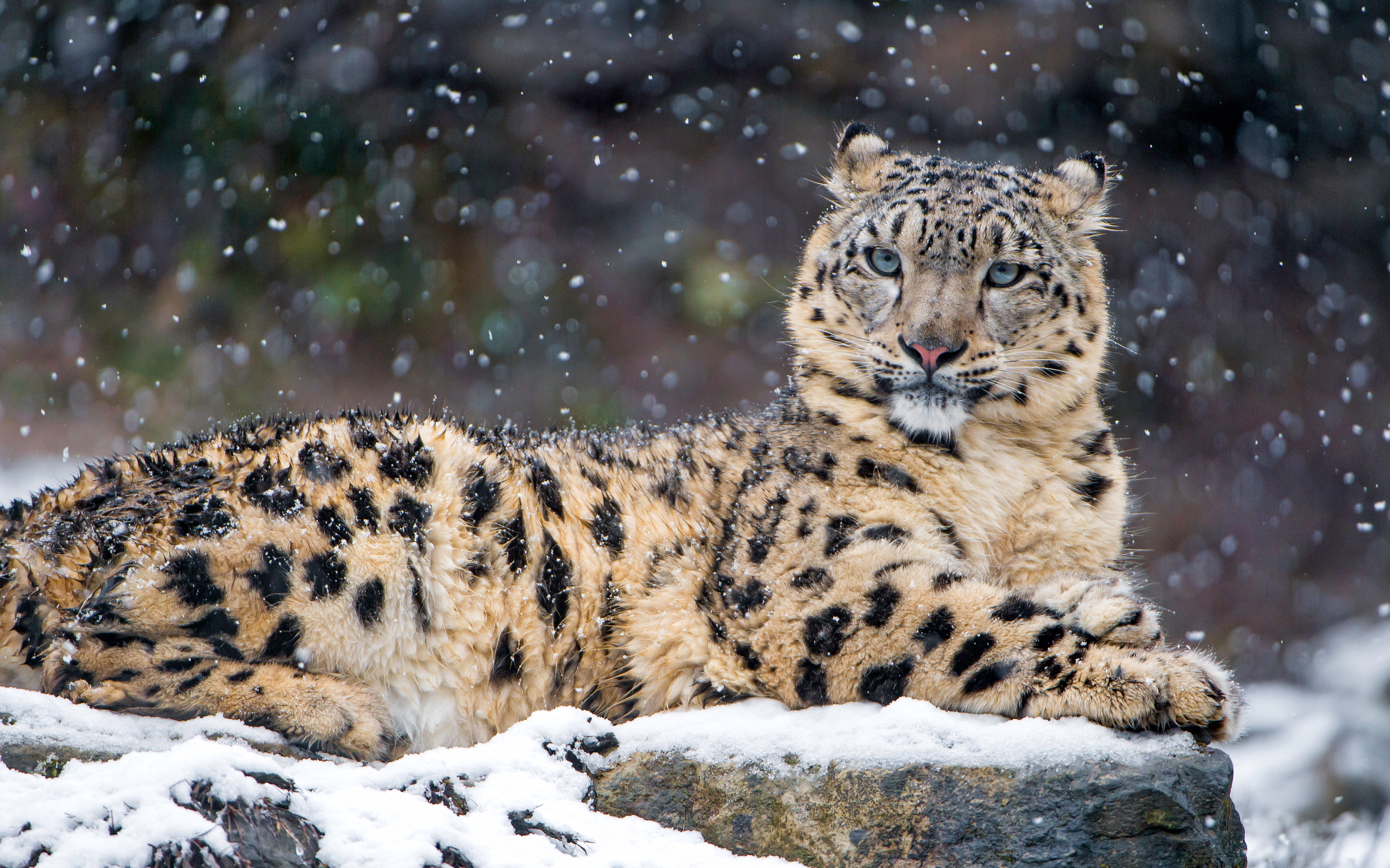 Snow Leopard 4K 4K wallpaper