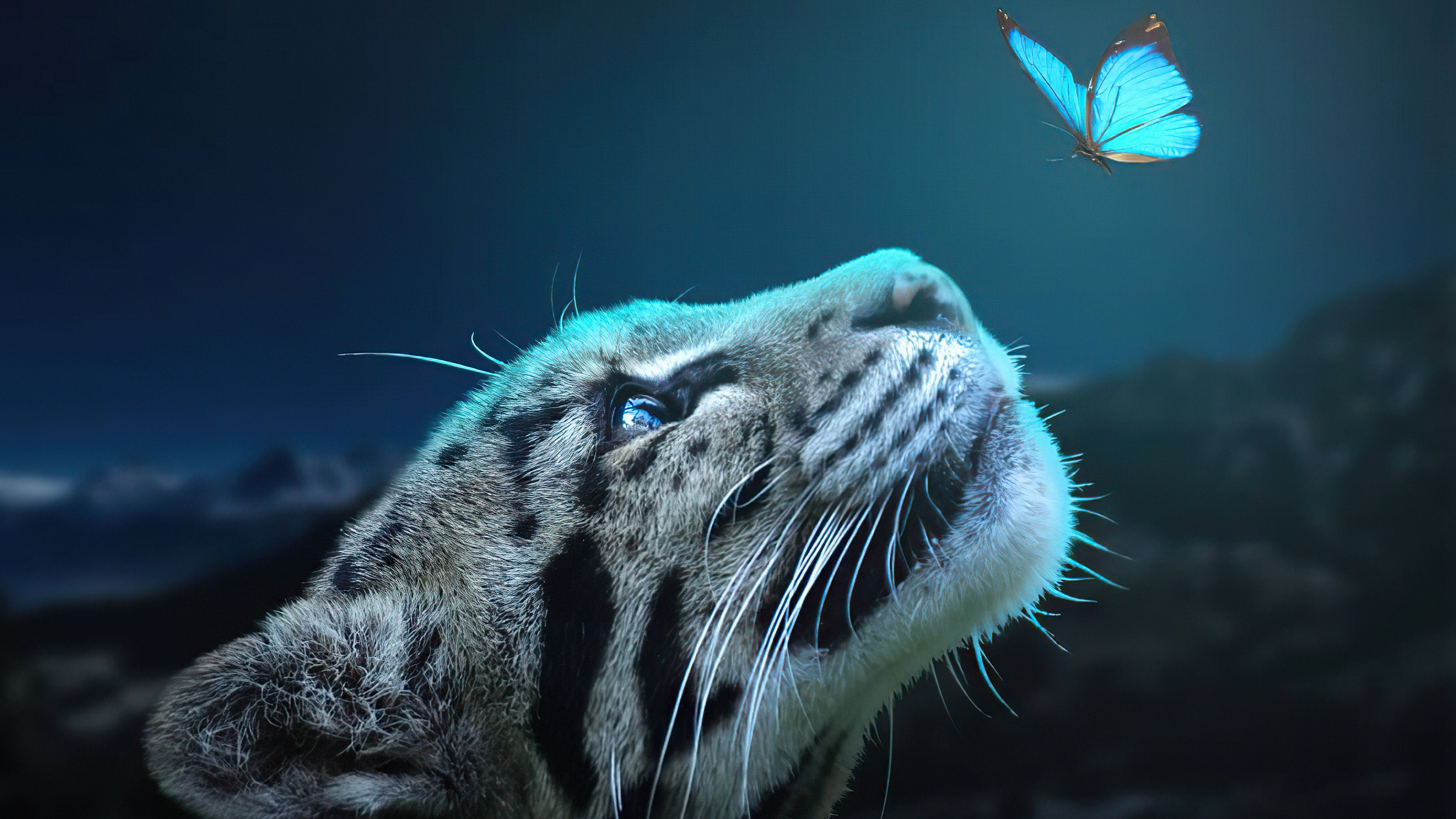 Wallpaper 4k Leopard Butterfly Connection 4k Wallpaper