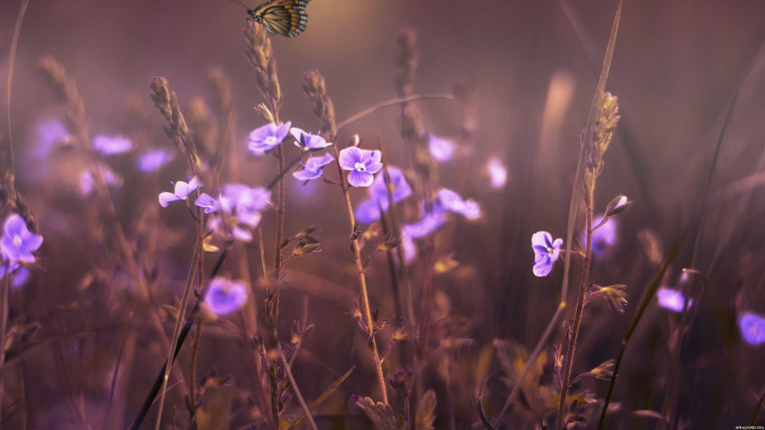 Flowers Wallpaper 4K