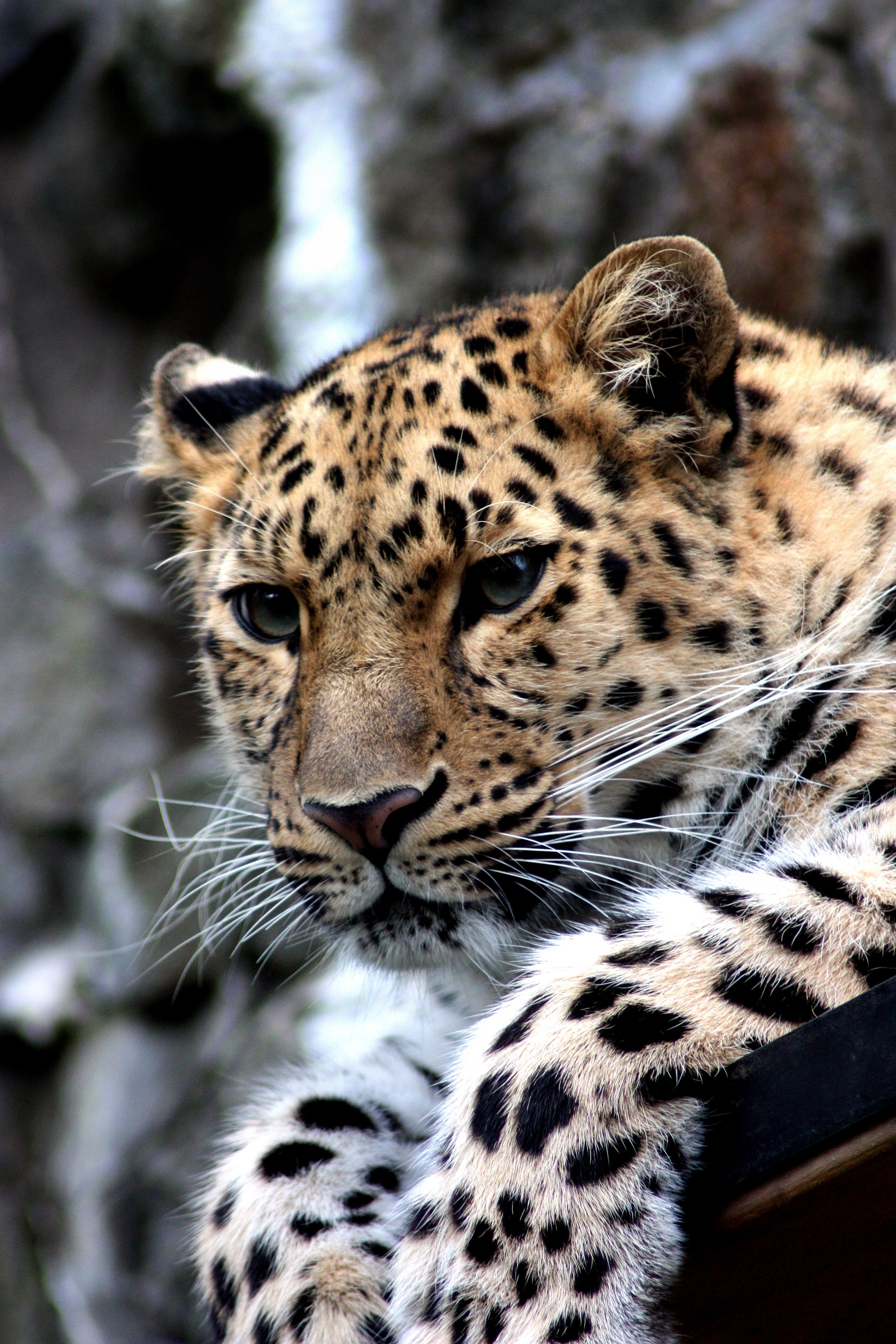 Wallpaper / leopard animal cat cheetah amur zoo wild 4k wallpaper free download