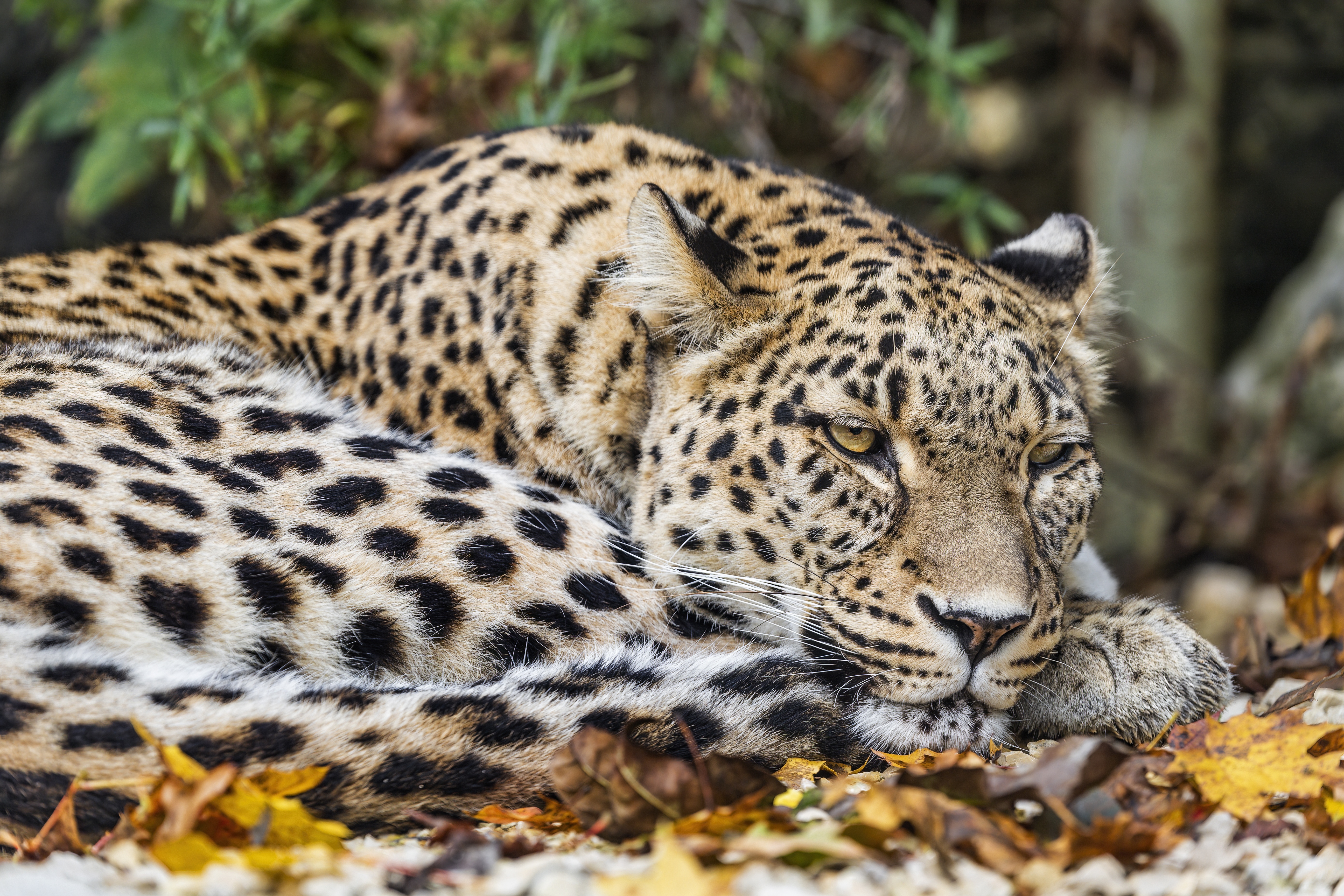 4K Leopard Wallpaper and Background Image