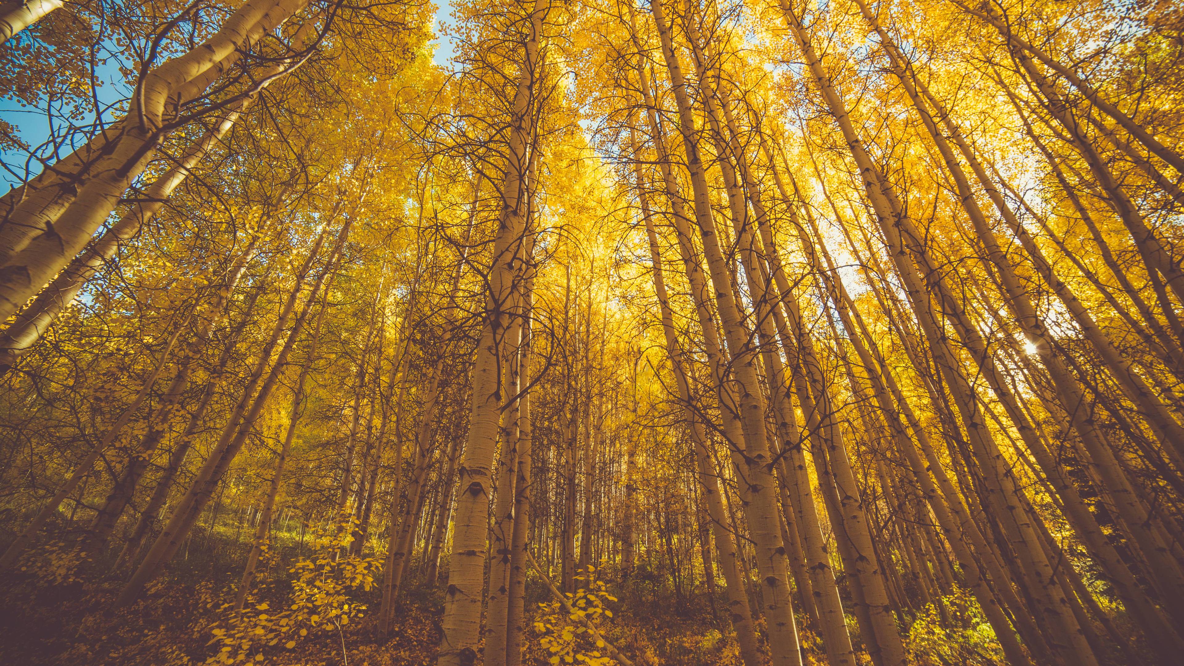 Wallpaper 4k Golden Fall Season Forest 5k Wallpaper