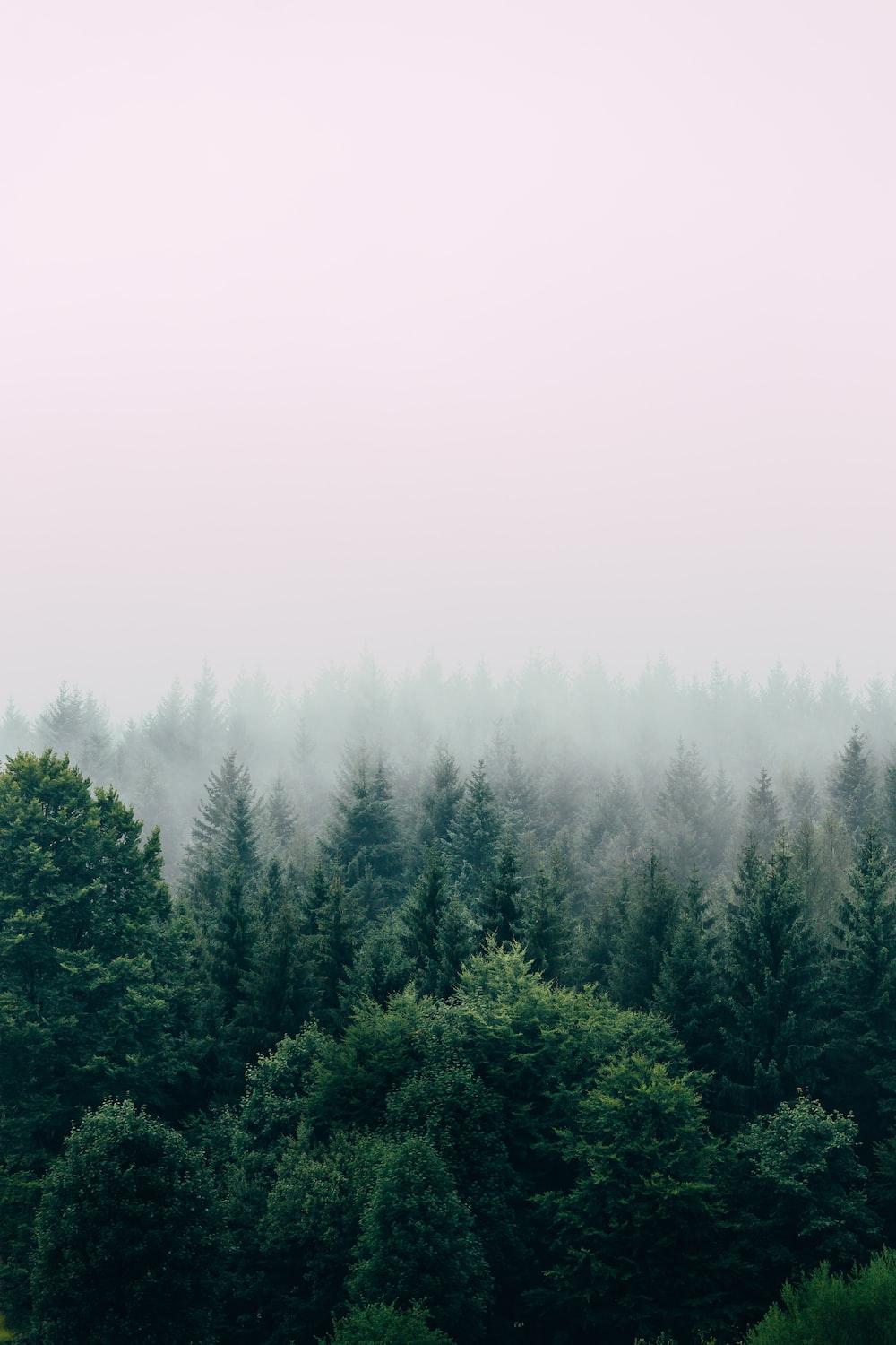 Forest Wallpaper: Free HD Download [HQ]