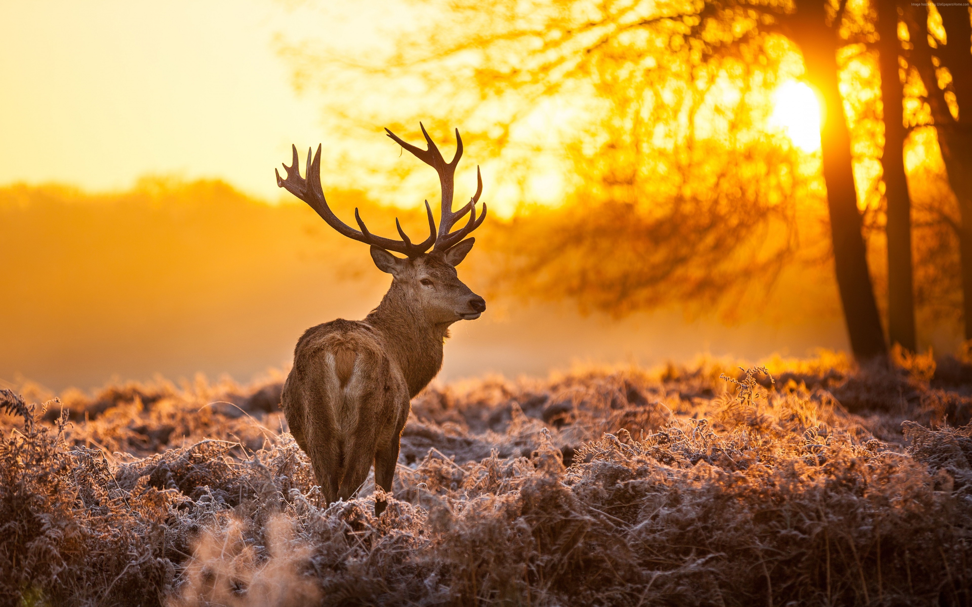 winter, Deer, nature, yellow, 4k, wild, HD wallpaper, sun Gallery HD Wallpaper