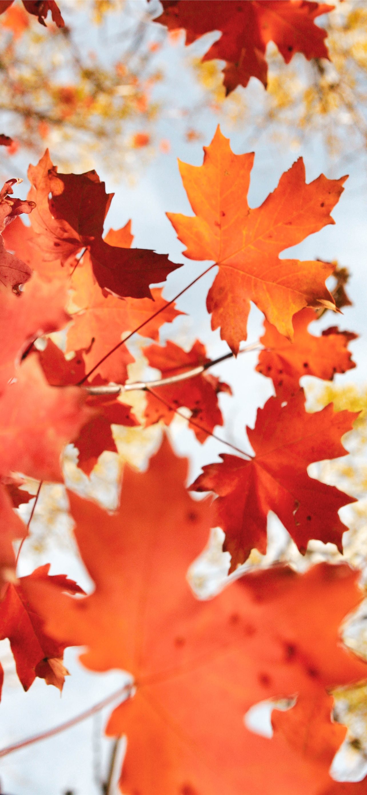 Best Fall iPhone HD Wallpaper