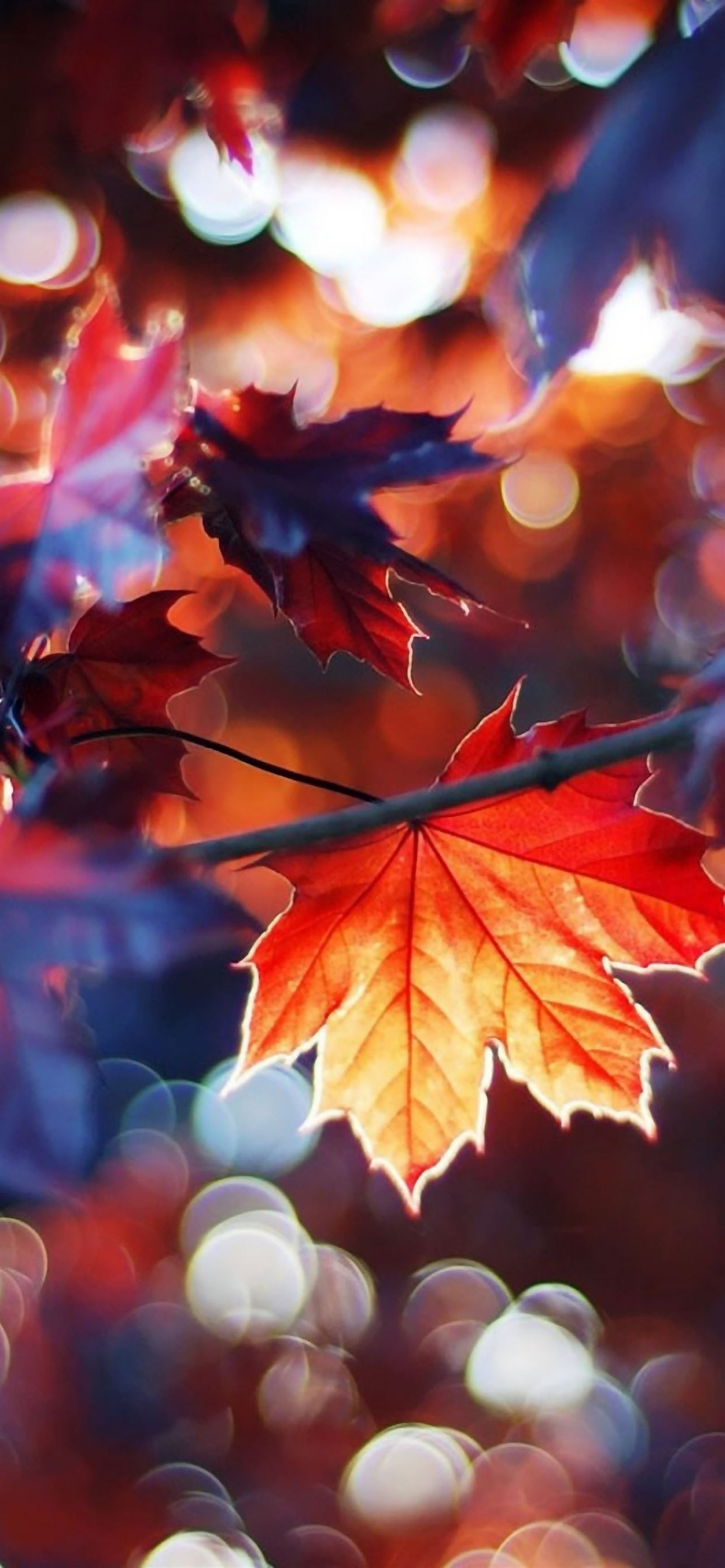 Autumn Leaves iPhone Wallpaper Free Download