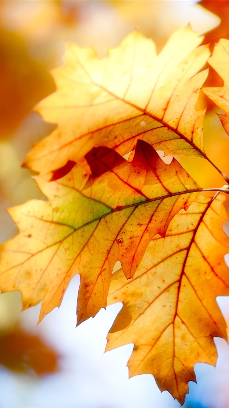 Autumn Leaves, Bokeh, Colors 750x1334 IPhone 8 7 6 6S Wallpaper, Background, Picture, Image