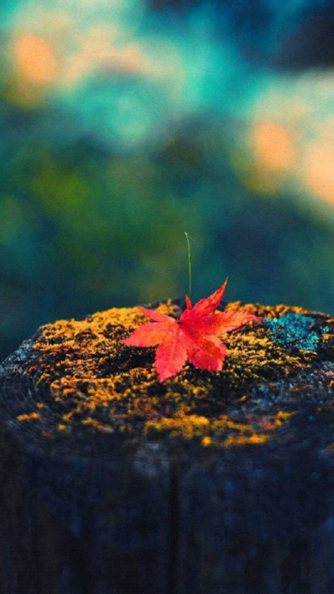 Maple leaf cellphone wallpaper lock screen, Fall, Autumn leaves, moss, tree stump