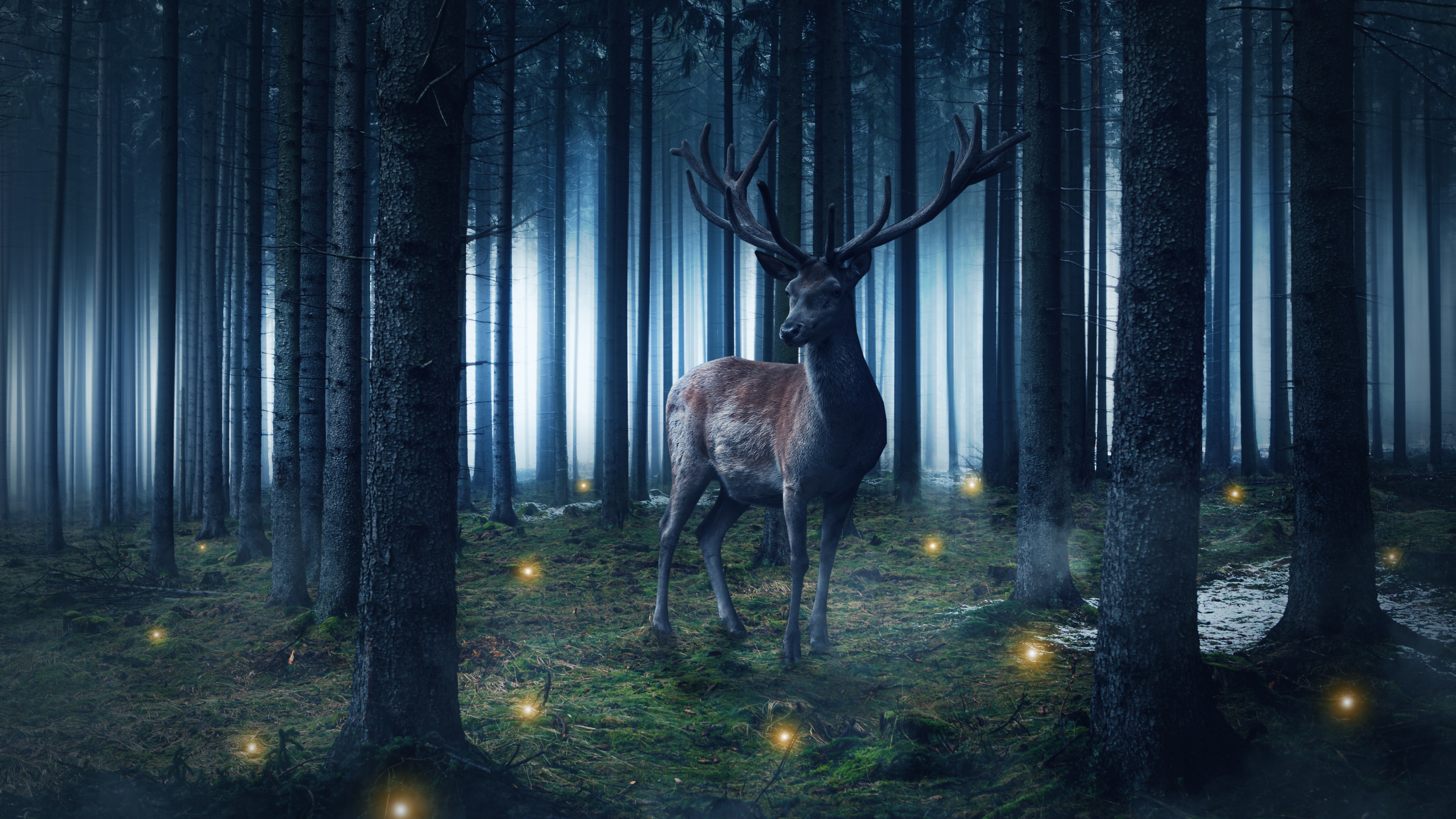 Hirsch Wallpaper 4K, Wild animal, Woods, Forest