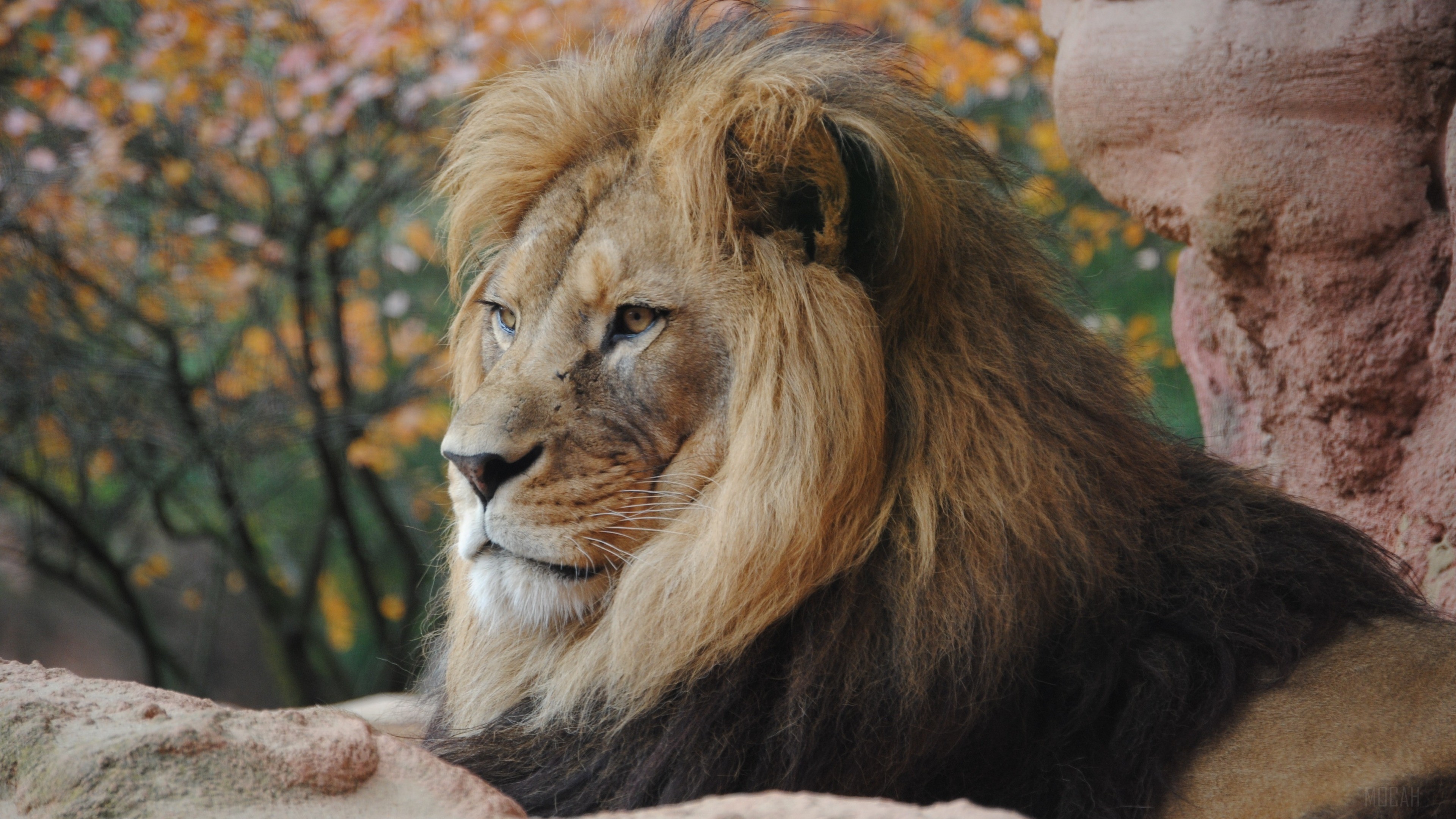 Wild Lion 4k Gallery HD Wallpaper