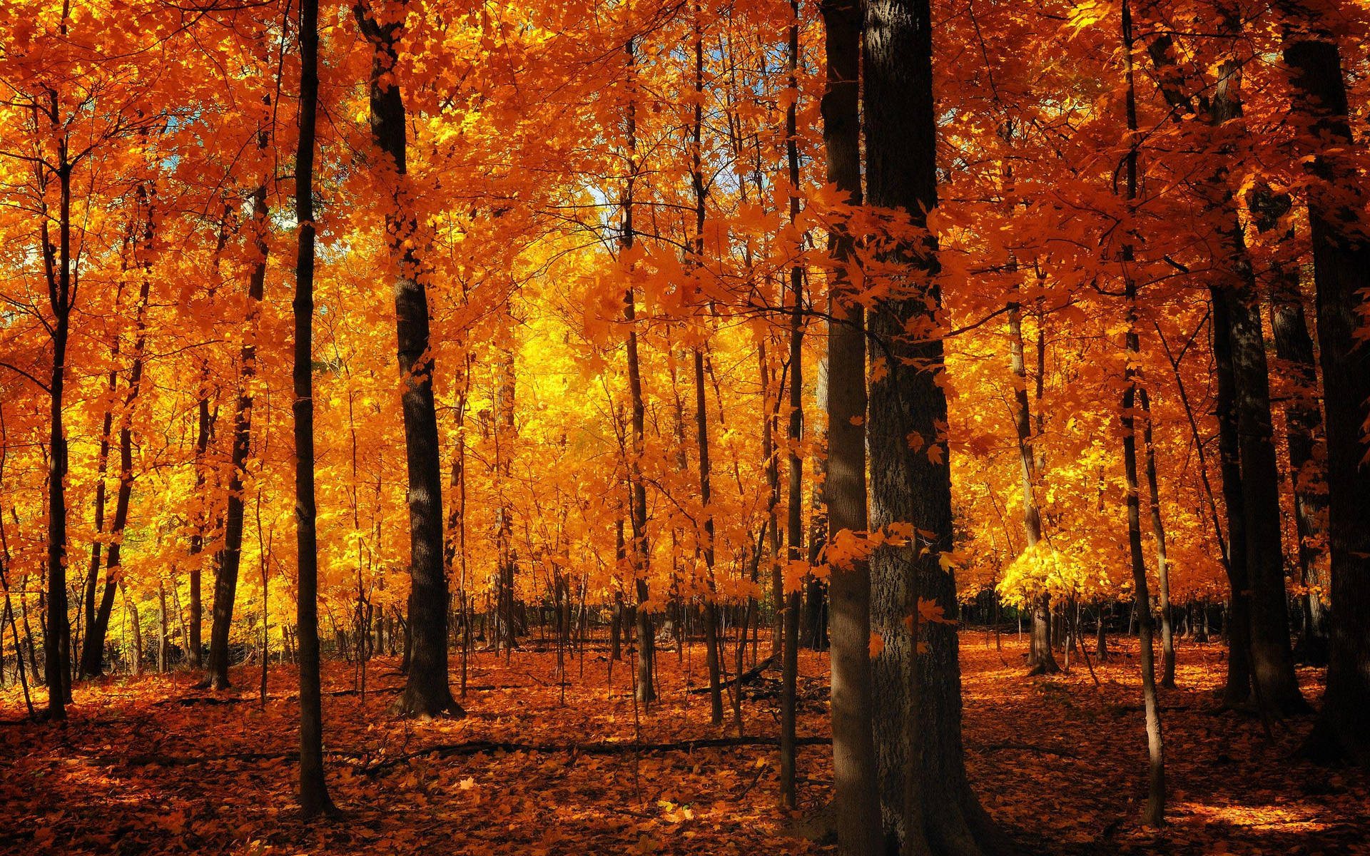Download Captivating Fall Aesthetic in Orange Tones Wallpaper