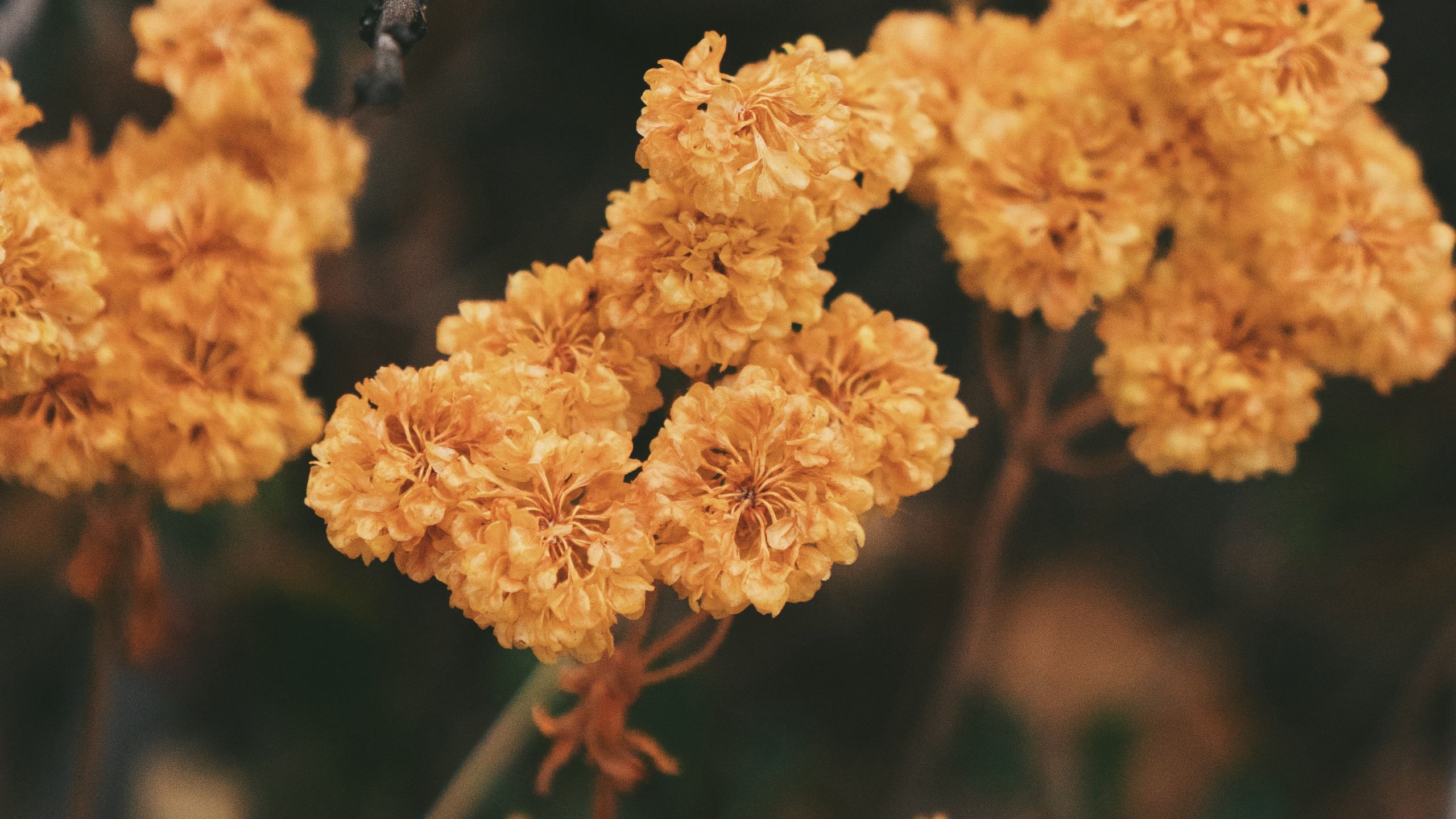 Download wallpaper 2560x1440 dried flowers, flowers, autumn, dry widescreen 16:9 HD background