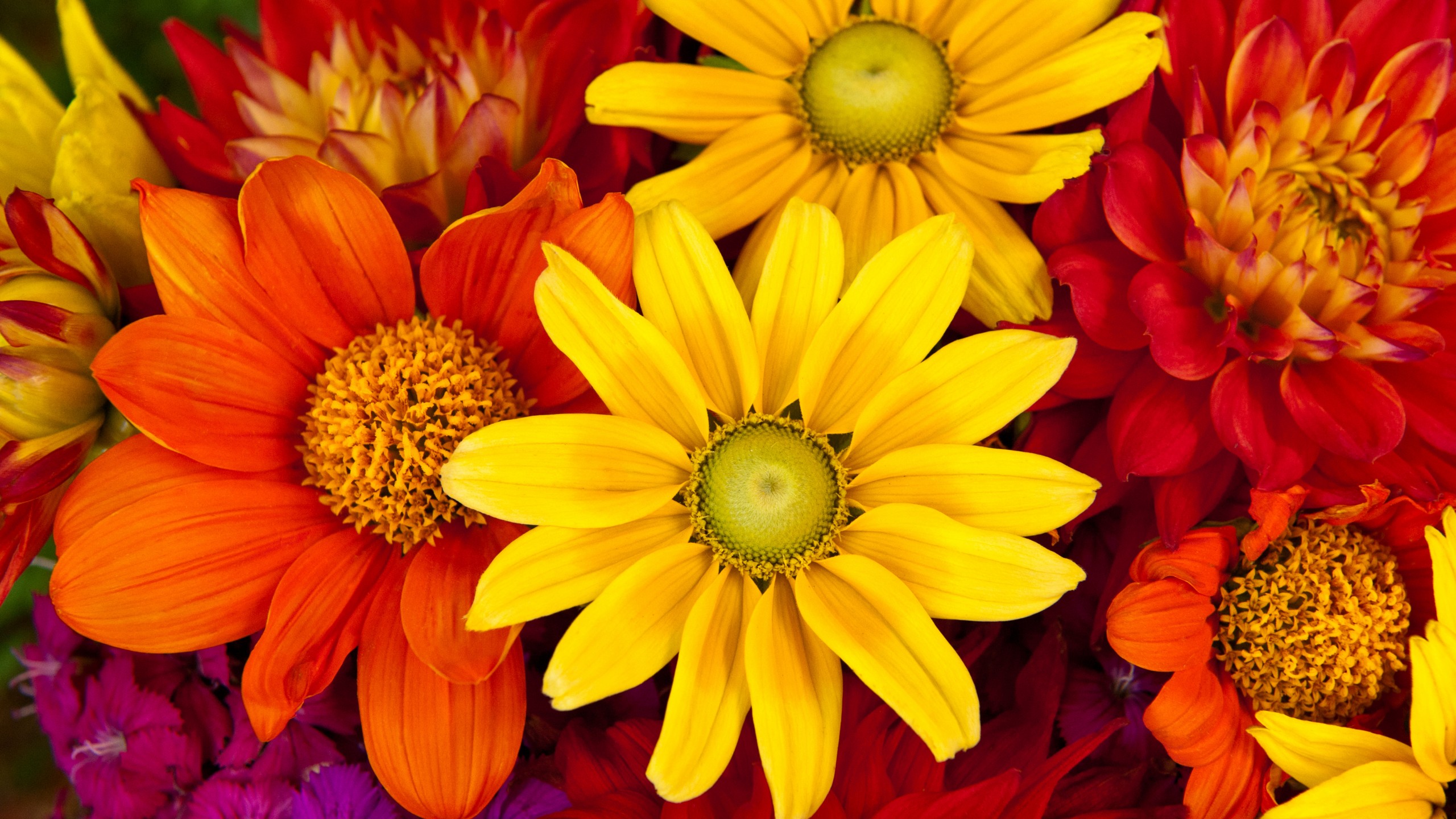 Wallpaper Gerbera, 5k, 4k wallpaper, autumn, flower, colorful, Flower bouquet, Nature