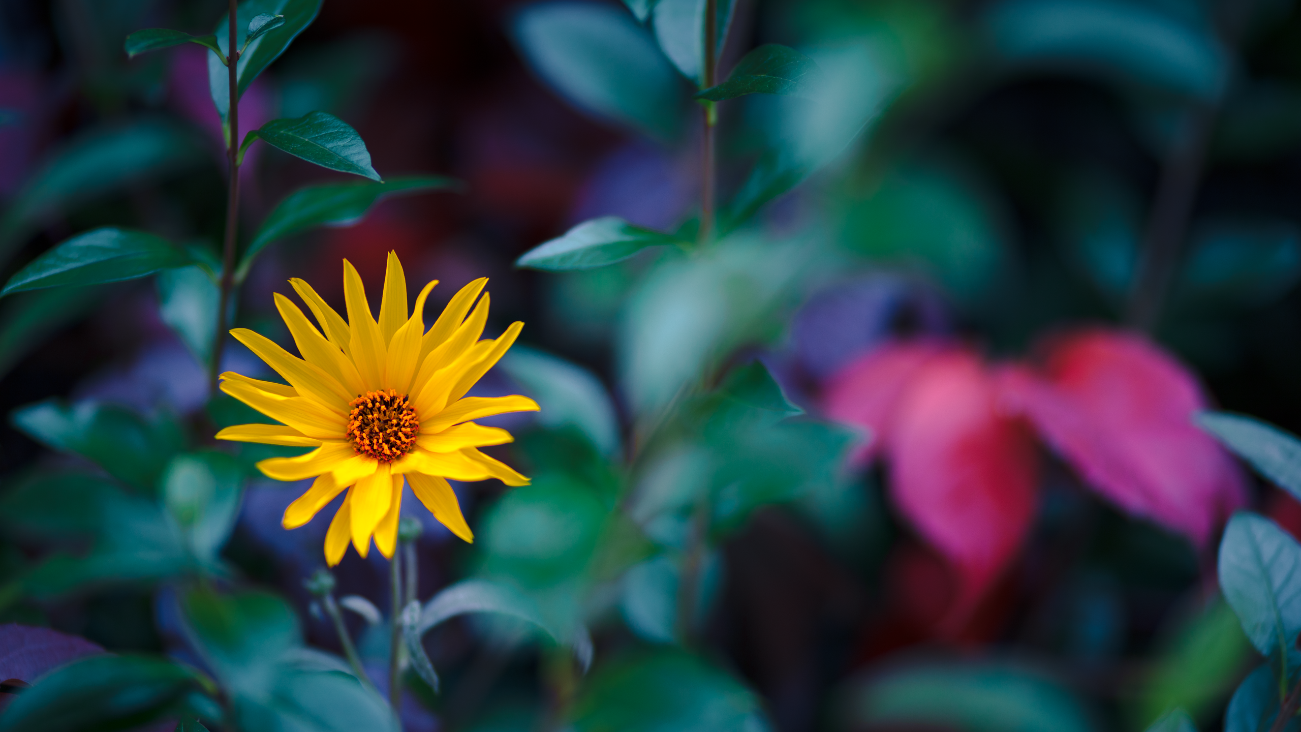 Free download fall flower wallpaper by pierre lagarde watch customization wallpaper [2560x1440] for your Desktop, Mobile & Tablet. Explore Autumn Flower Picture for Wallpaper. Flower Picture Wallpaper, Autumn Wallpaper